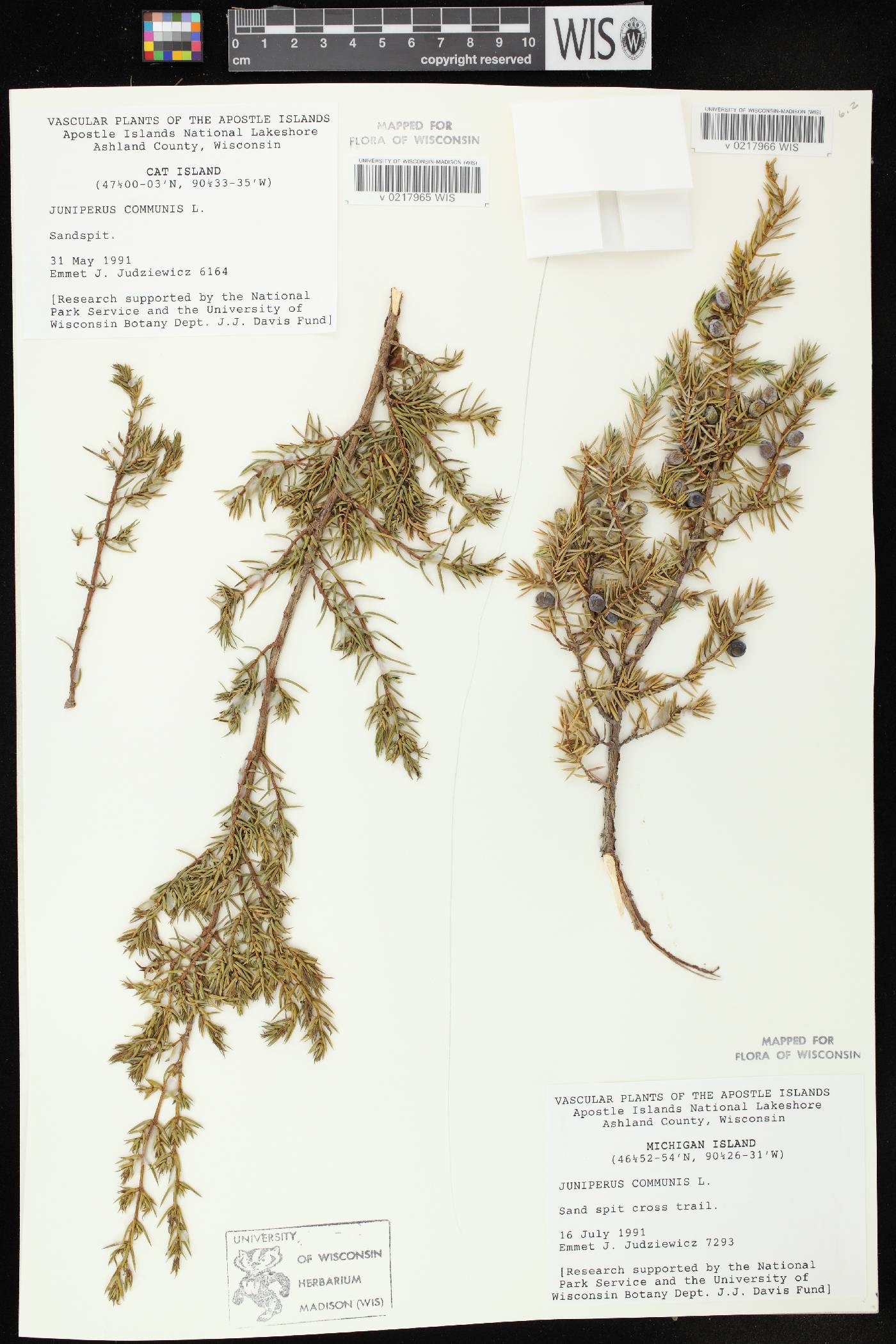 Juniperus communis image