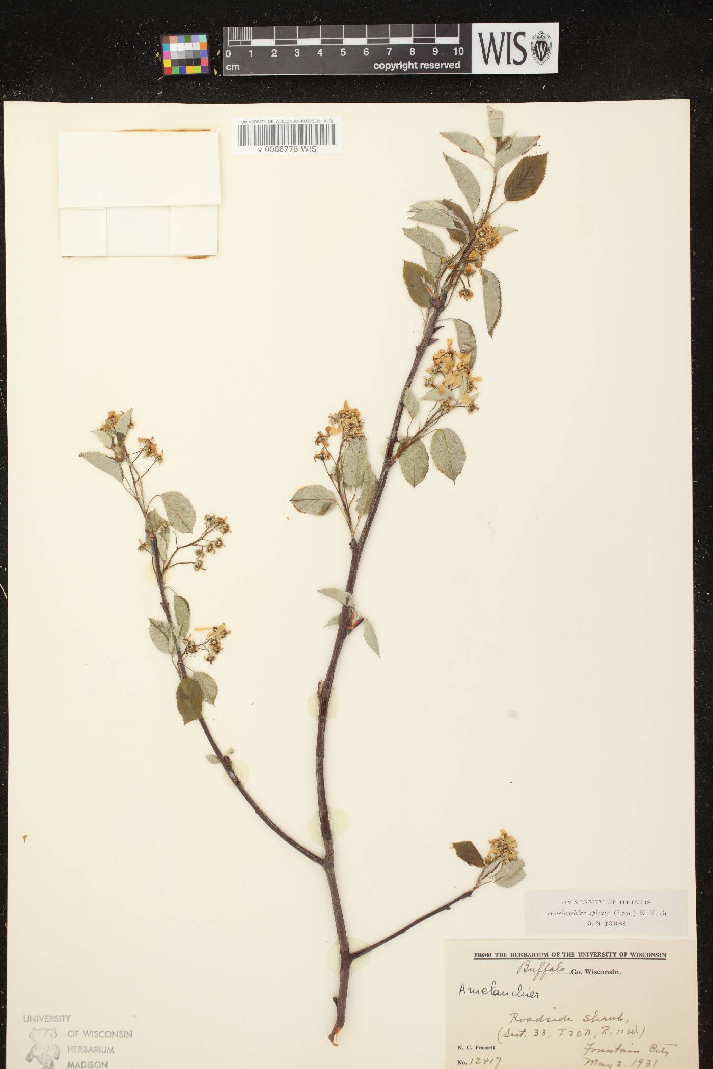 Amelanchier spicata image