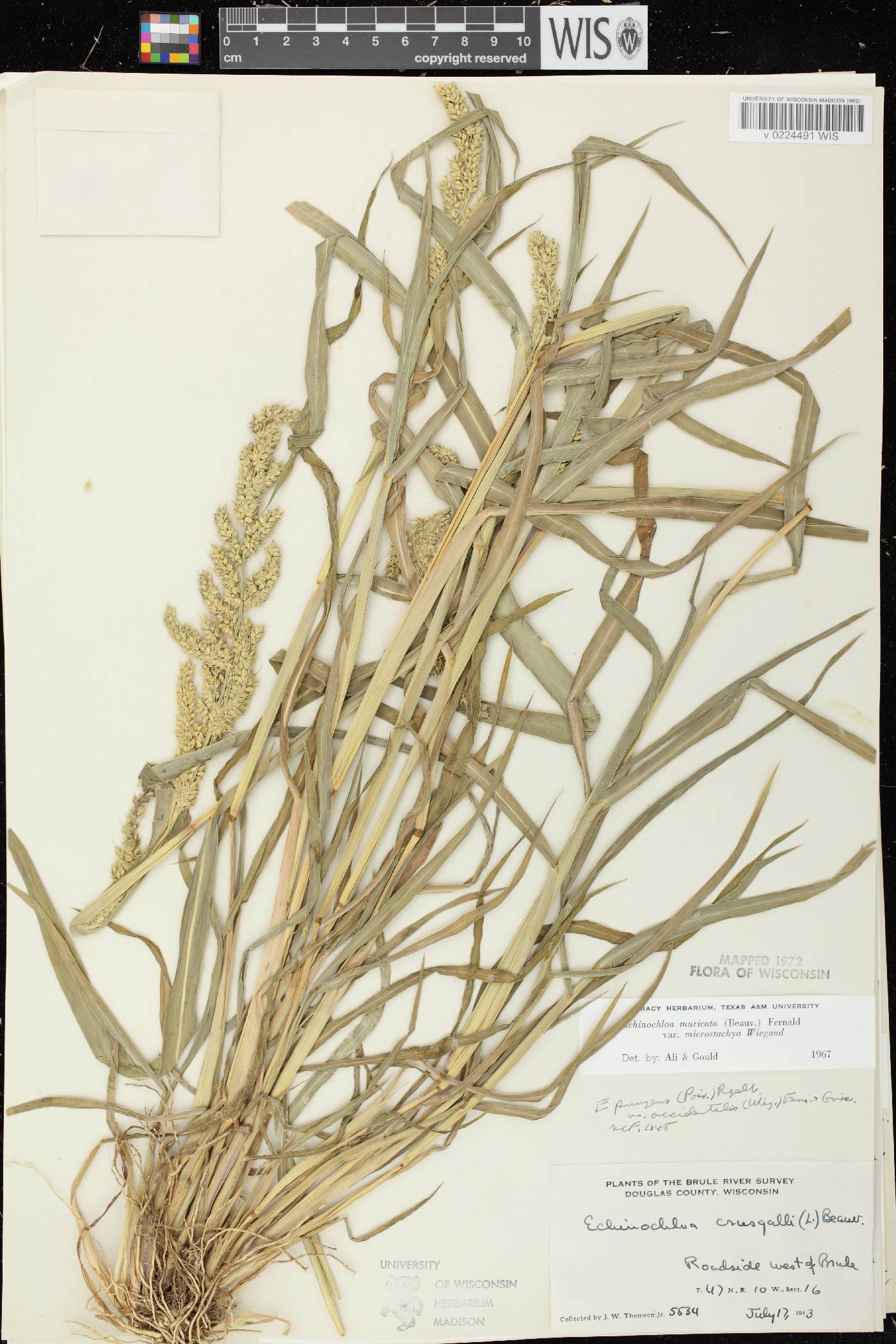 Echinochloa muricata var. microstachya image