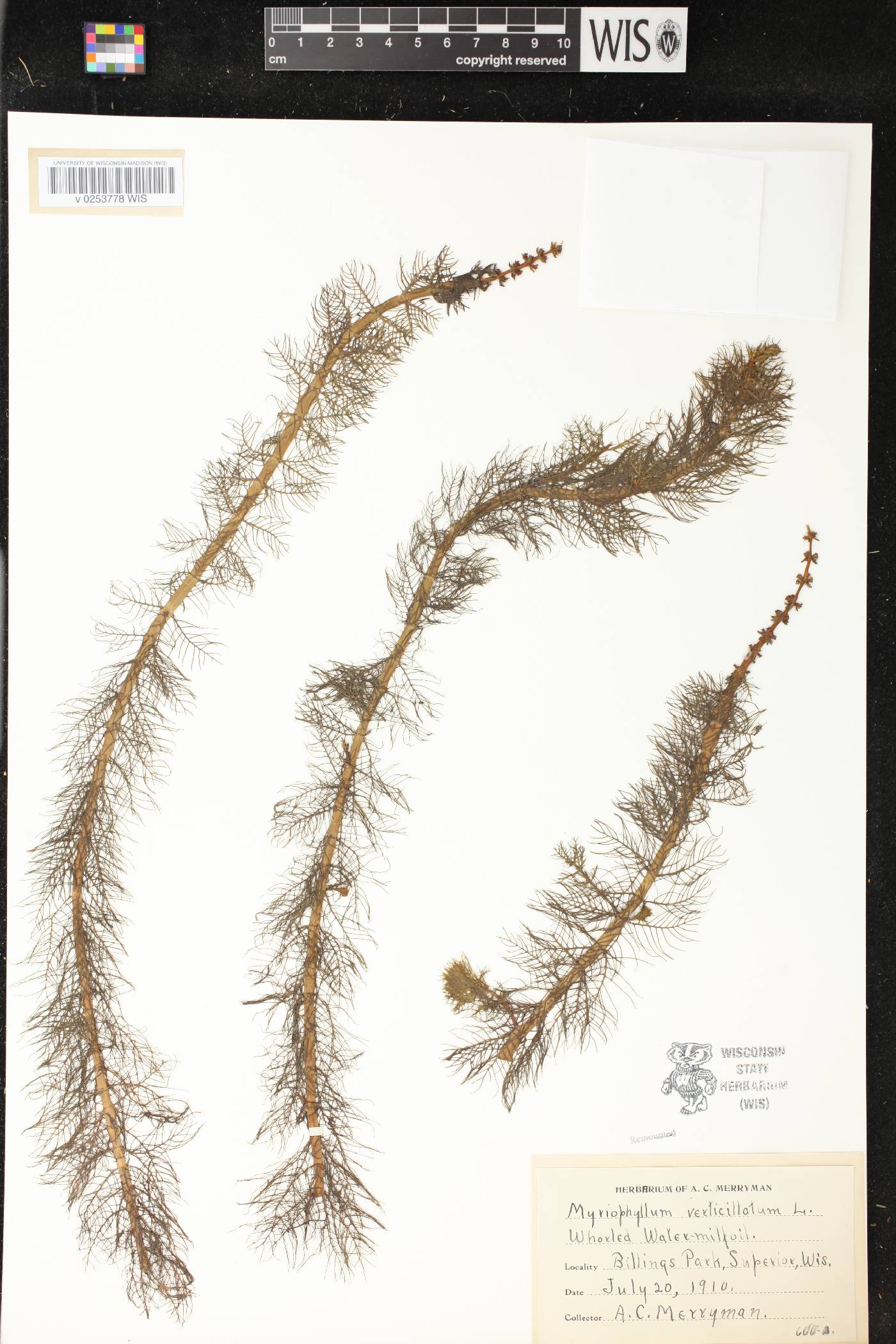 Myriophyllum verticillatum image