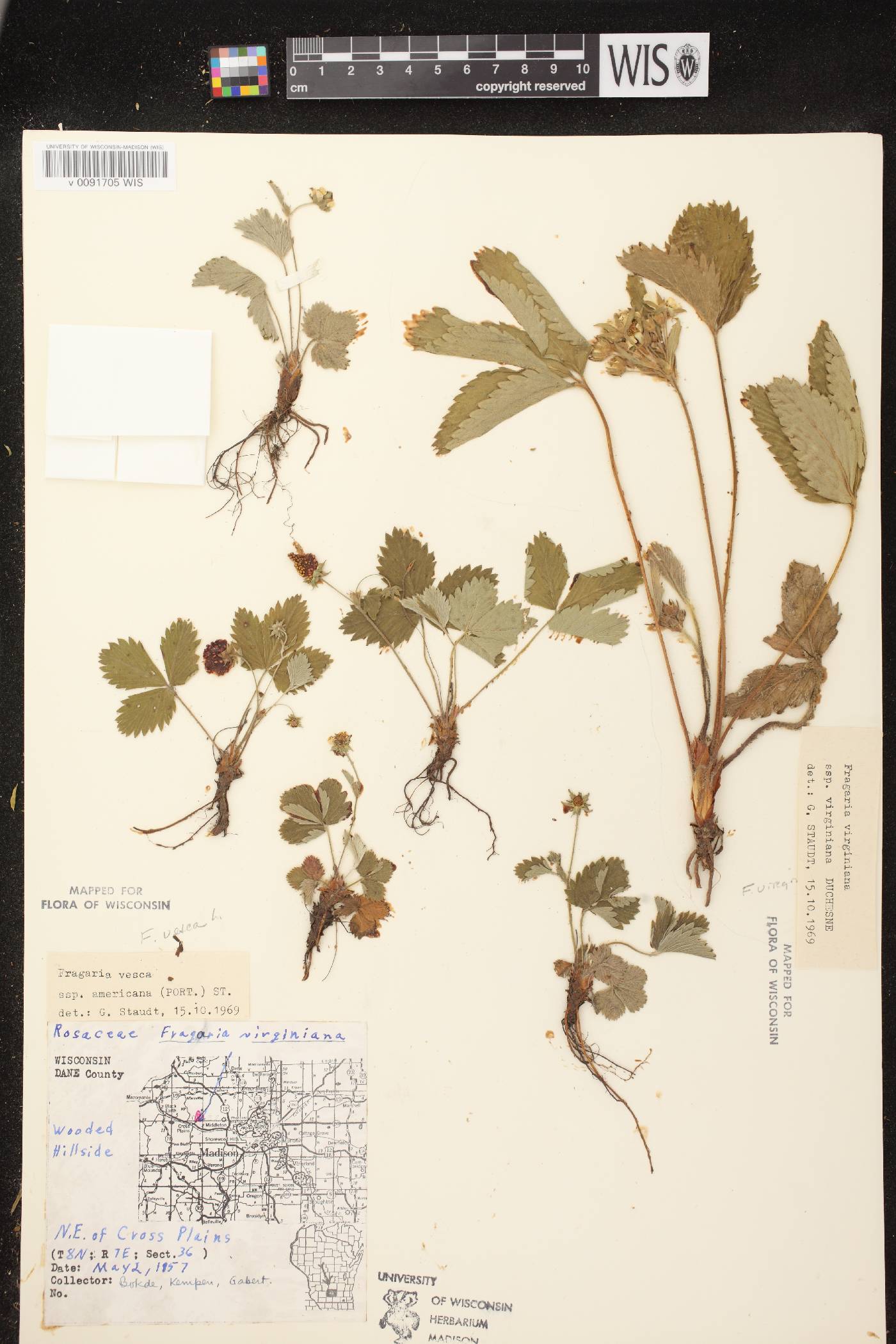 Fragaria vesca subsp. americana image