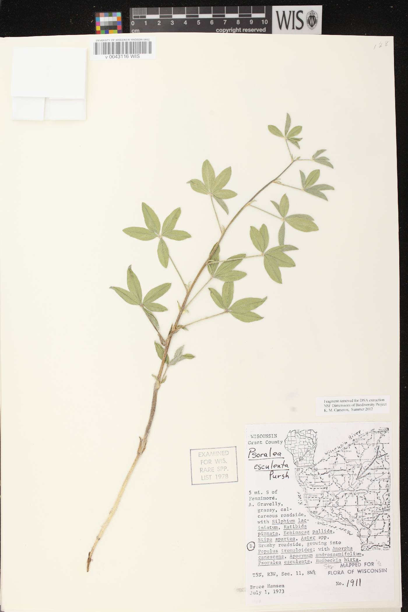 Pediomelum esculentum image