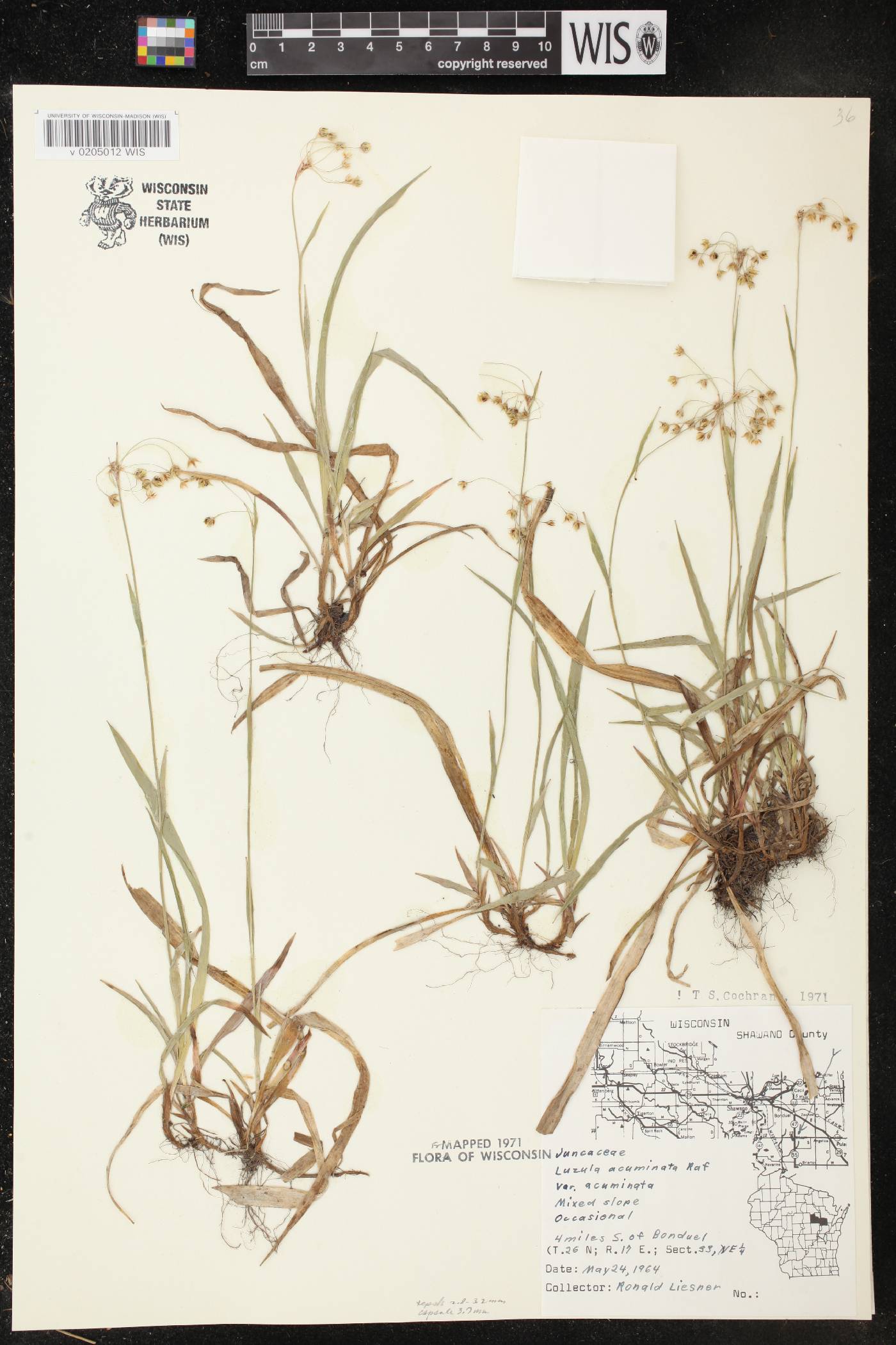 Luzula acuminata image