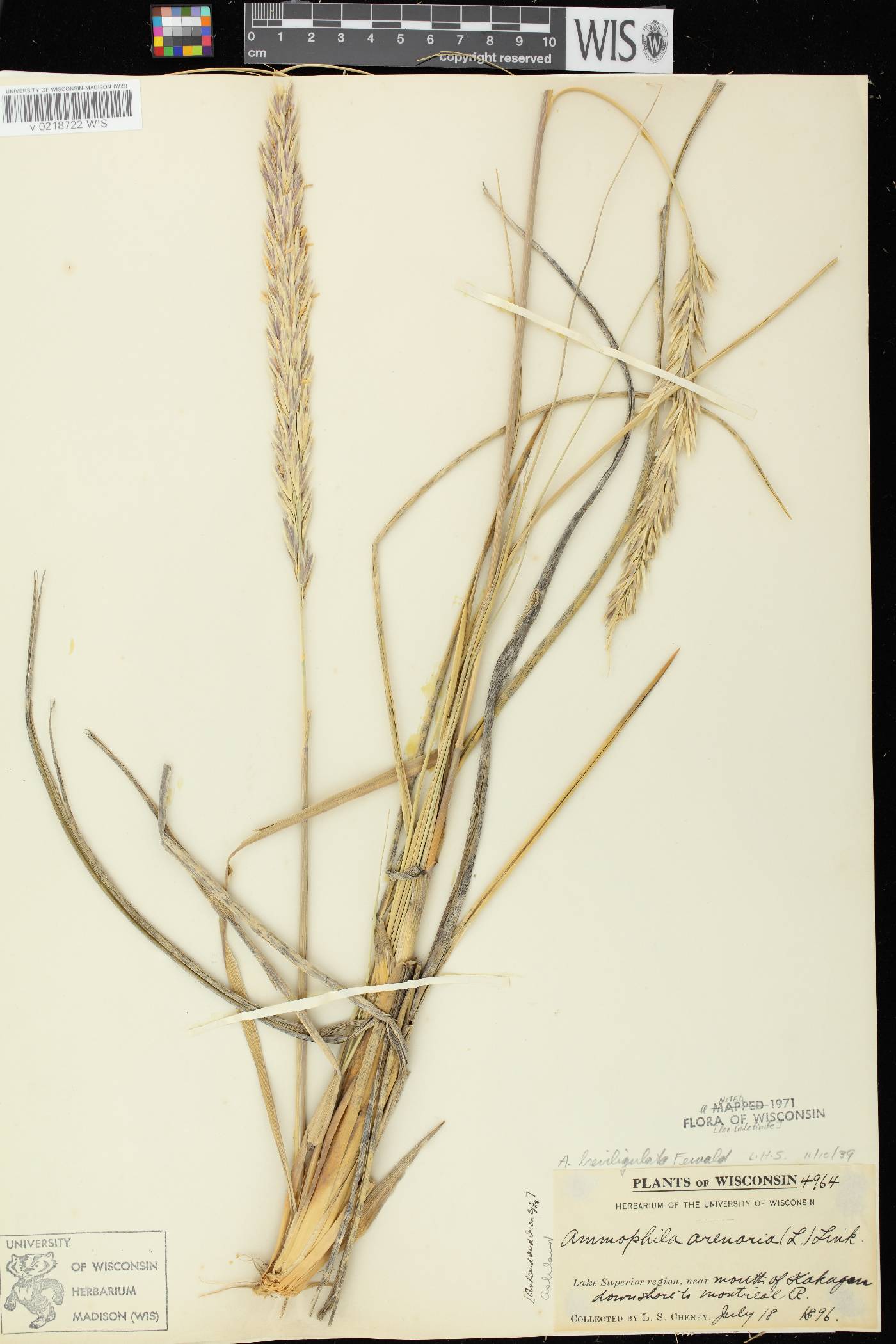 Ammophila breviligulata image