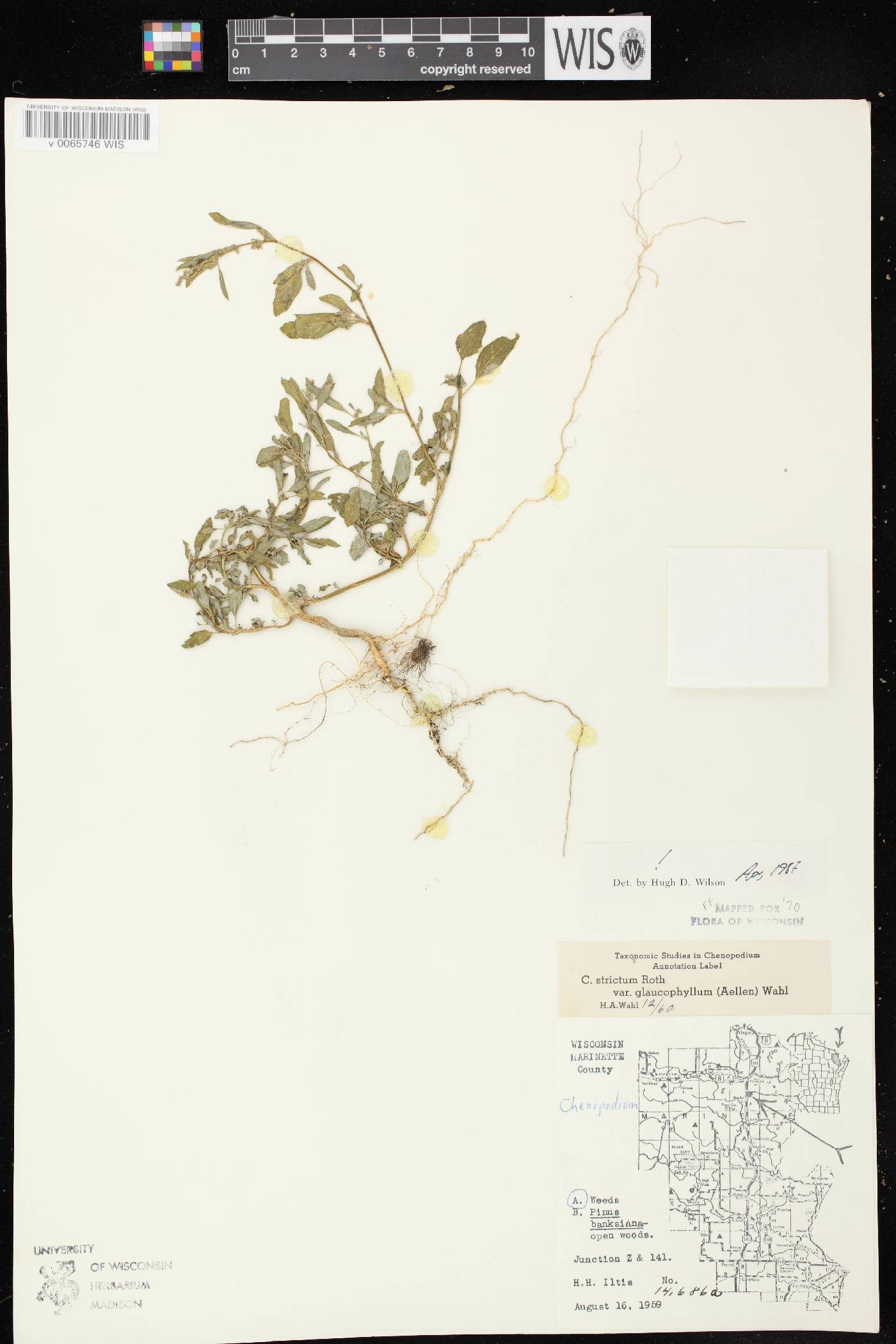 Chenopodium strictum image