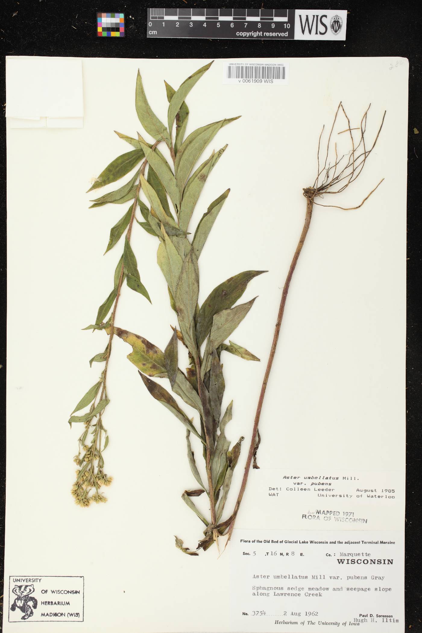 Doellingeria umbellata var. pubens image