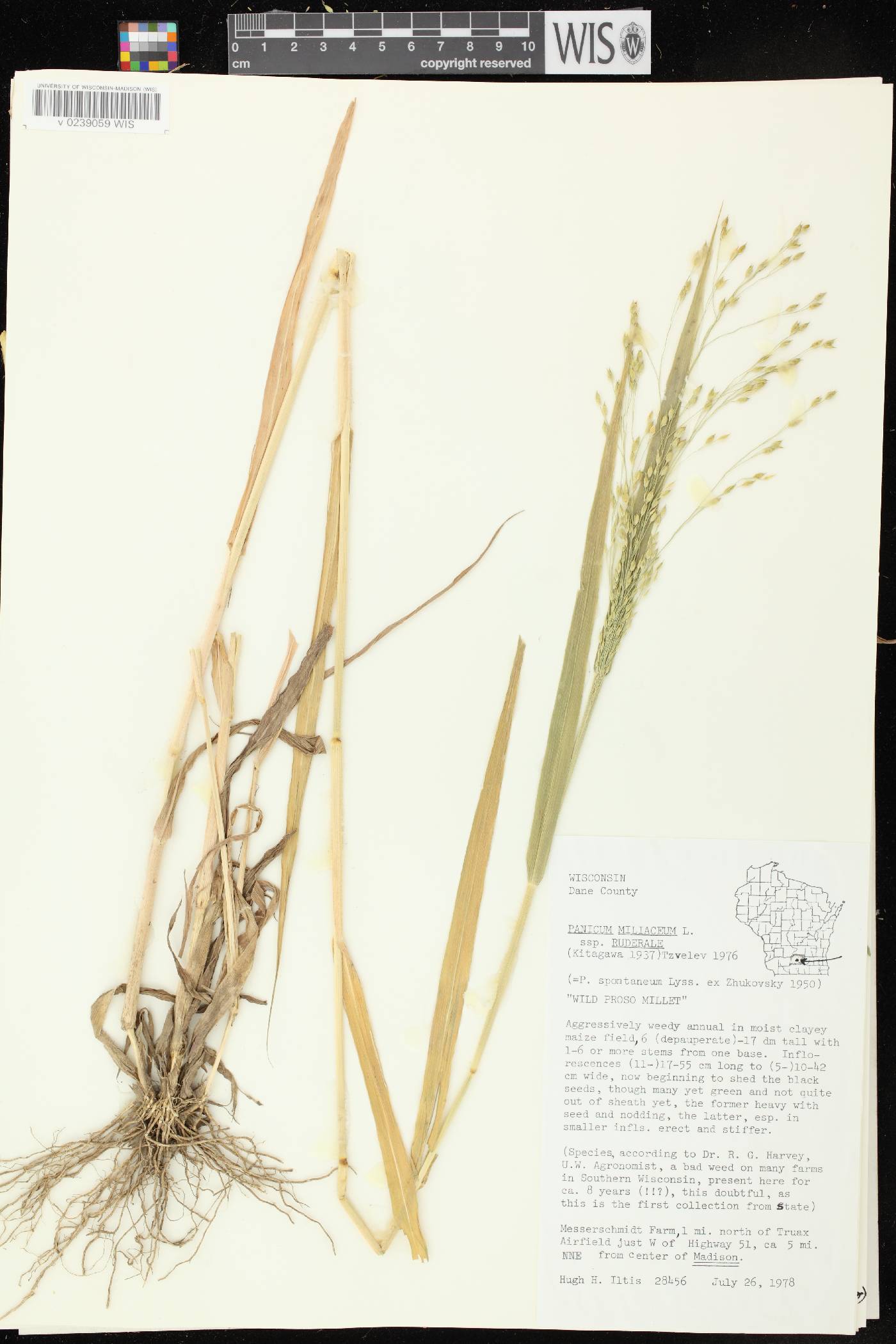 Panicum miliaceum subsp. ruderale image