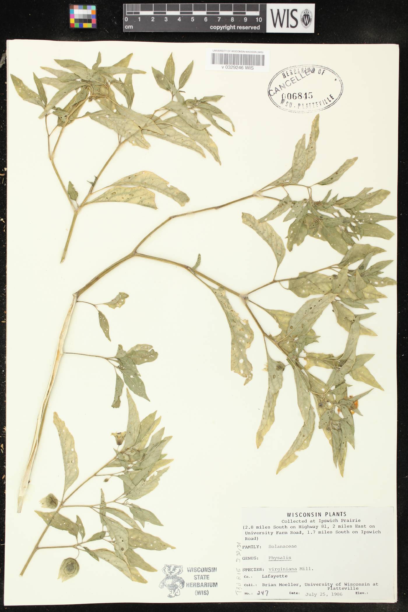 Physalis virginiana var. virginiana image
