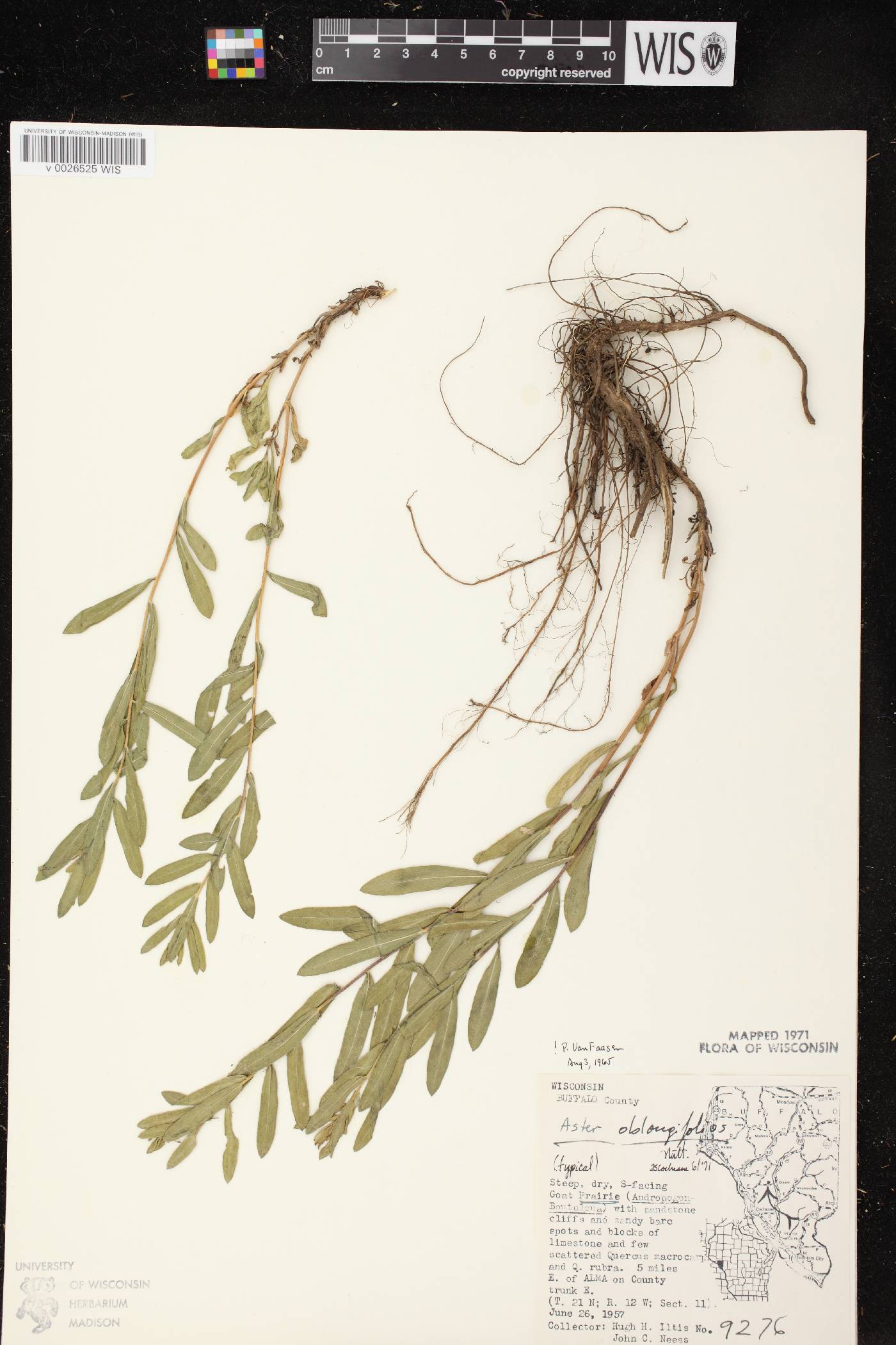Symphyotrichum oblongifolium image