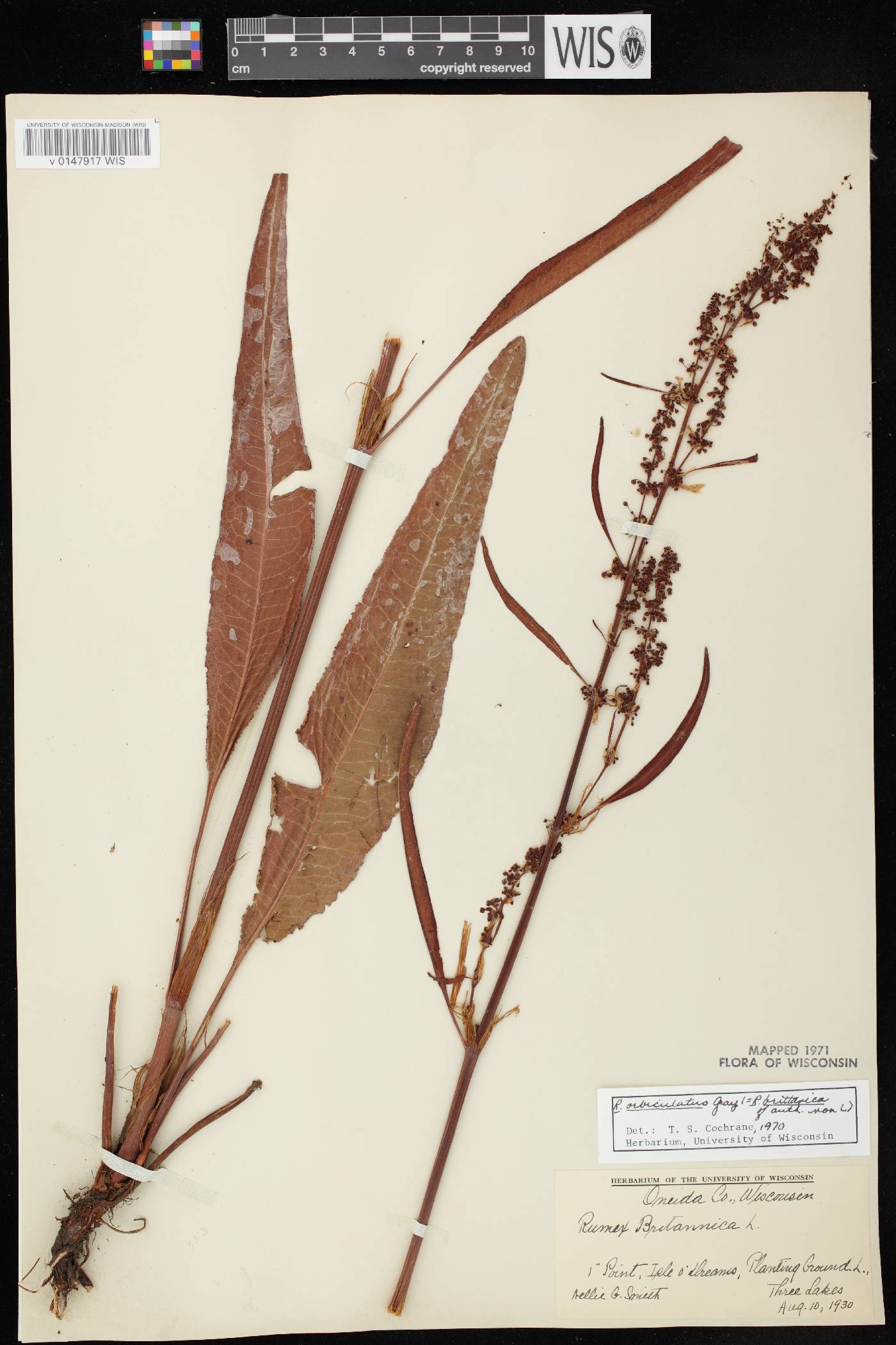 Rumex britannica image