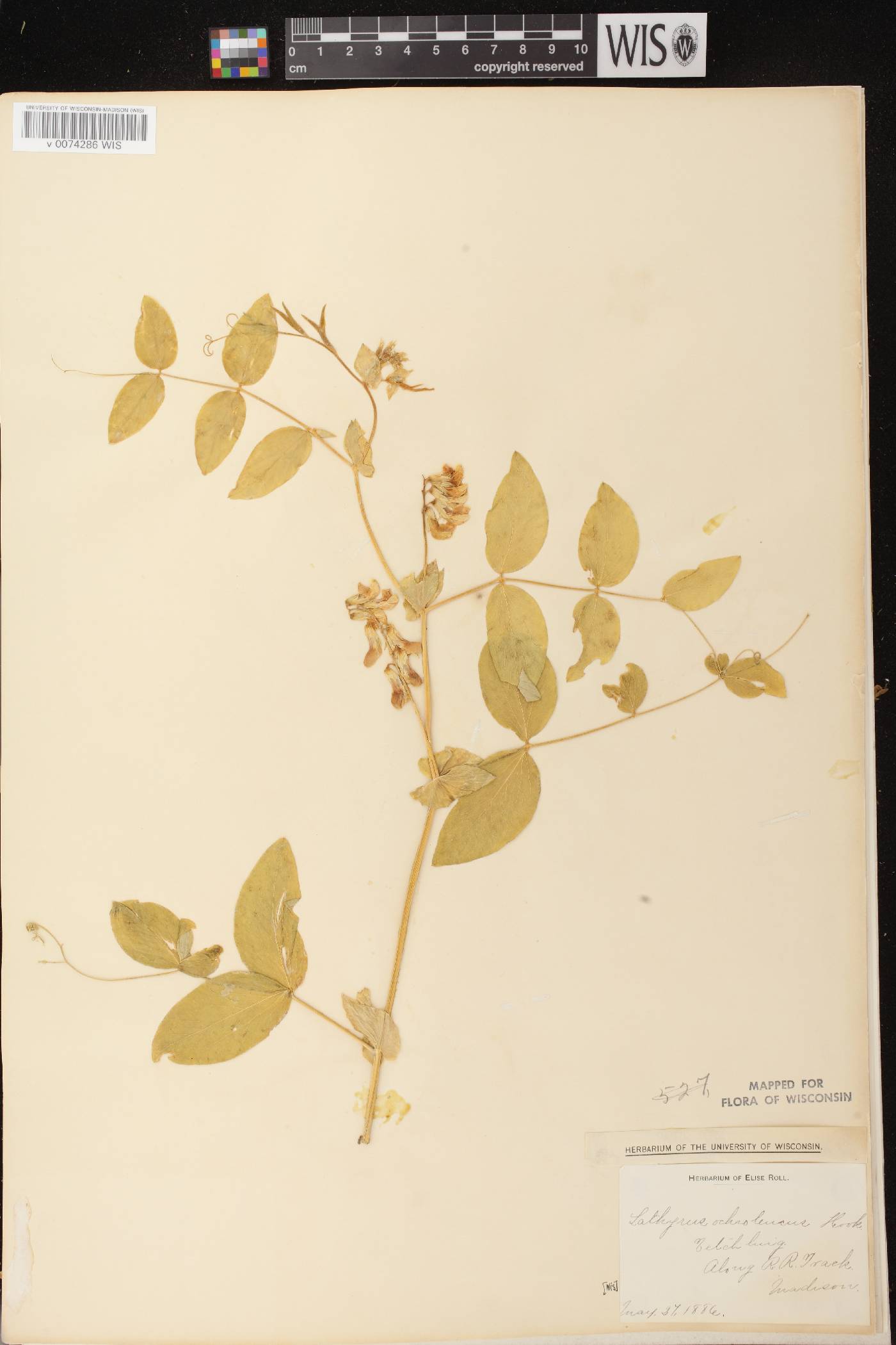 Lathyrus ochroleucus image