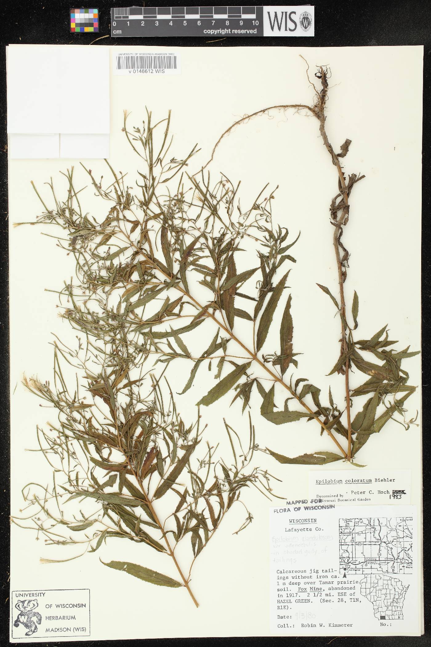 Epilobium coloratum image