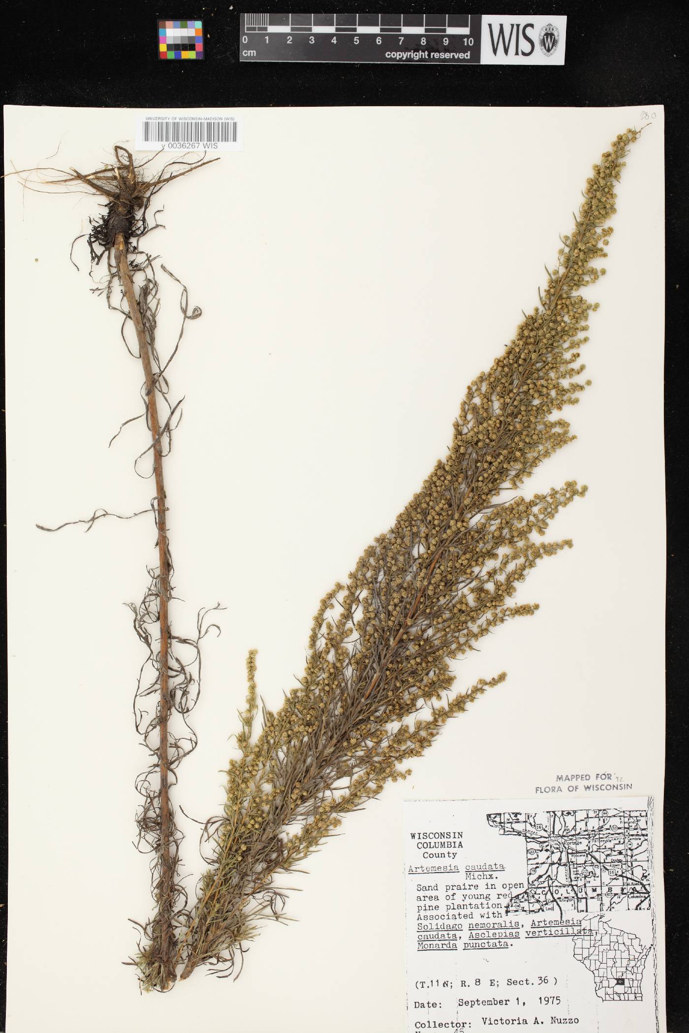 Artemisia campestris image