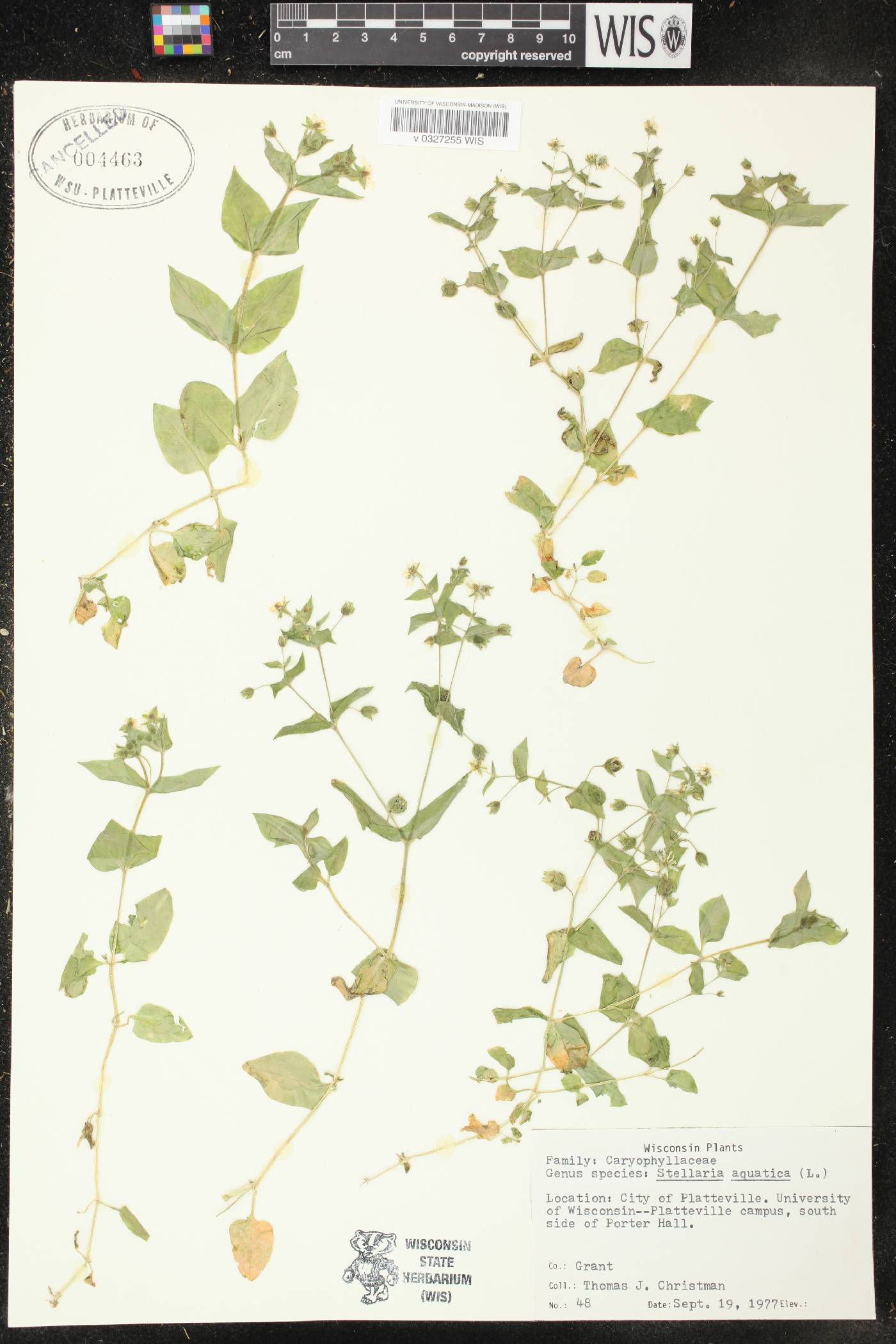 Myosoton aquaticum image