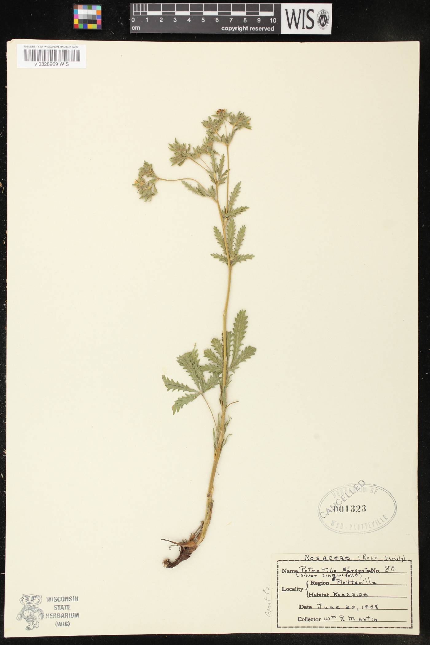 Potentilla argentea image