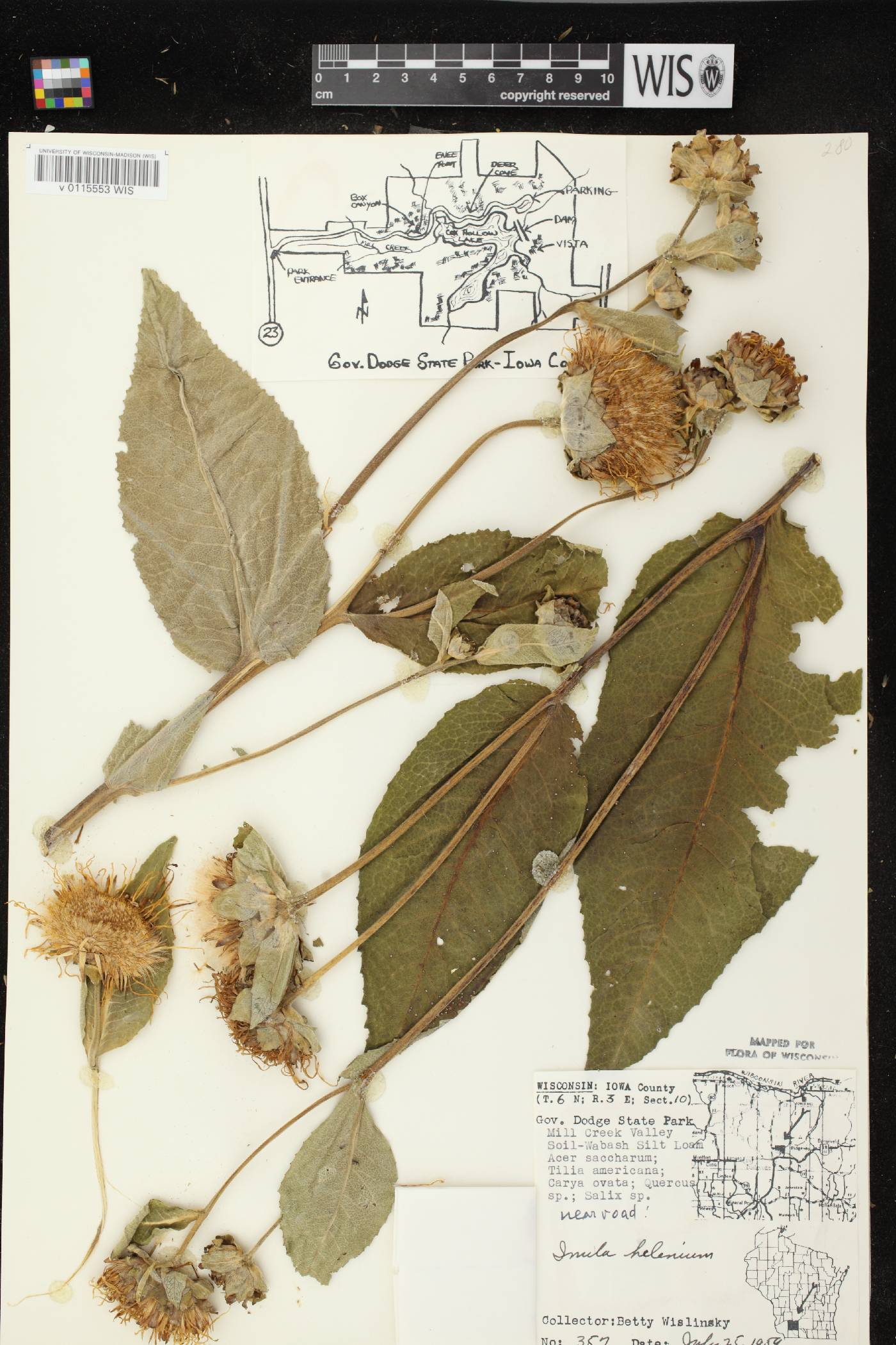Inula helenium image
