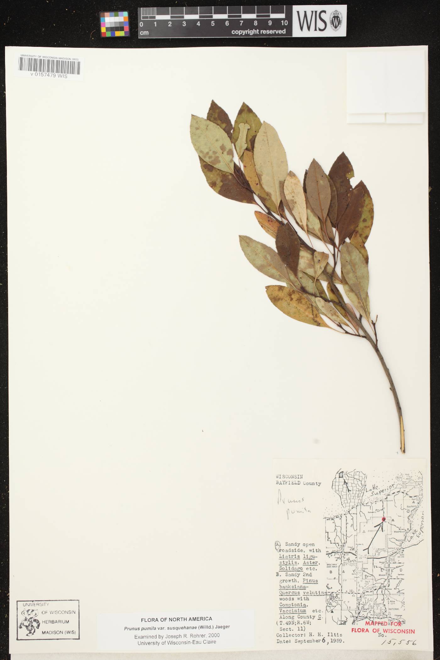 Prunus pumila image