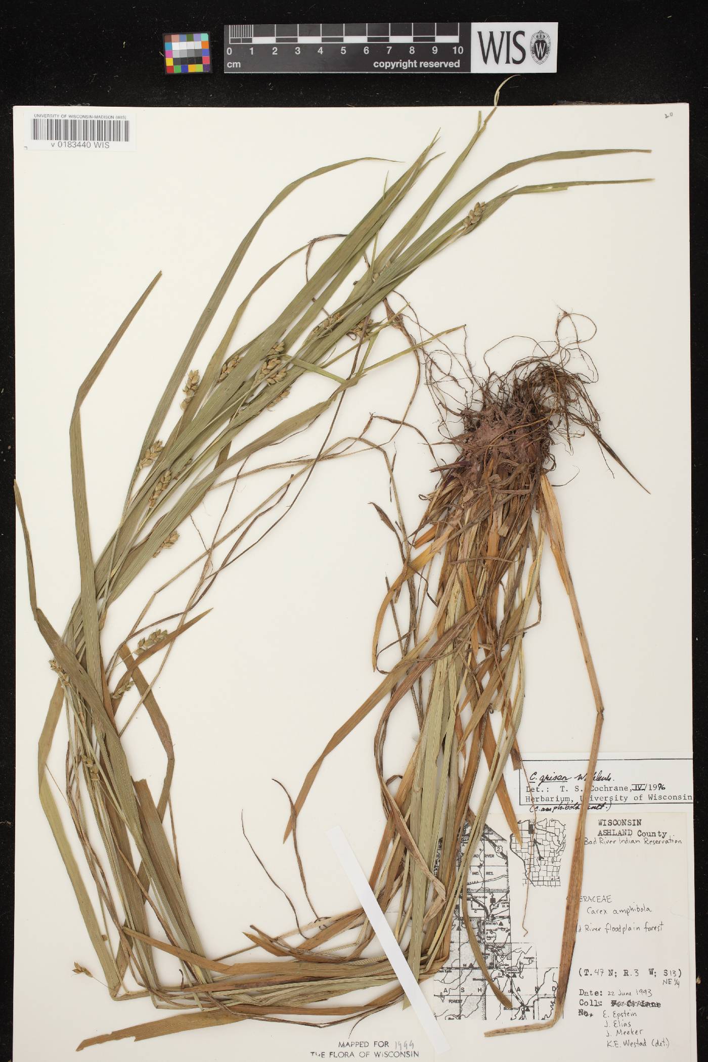 Carex grisea image