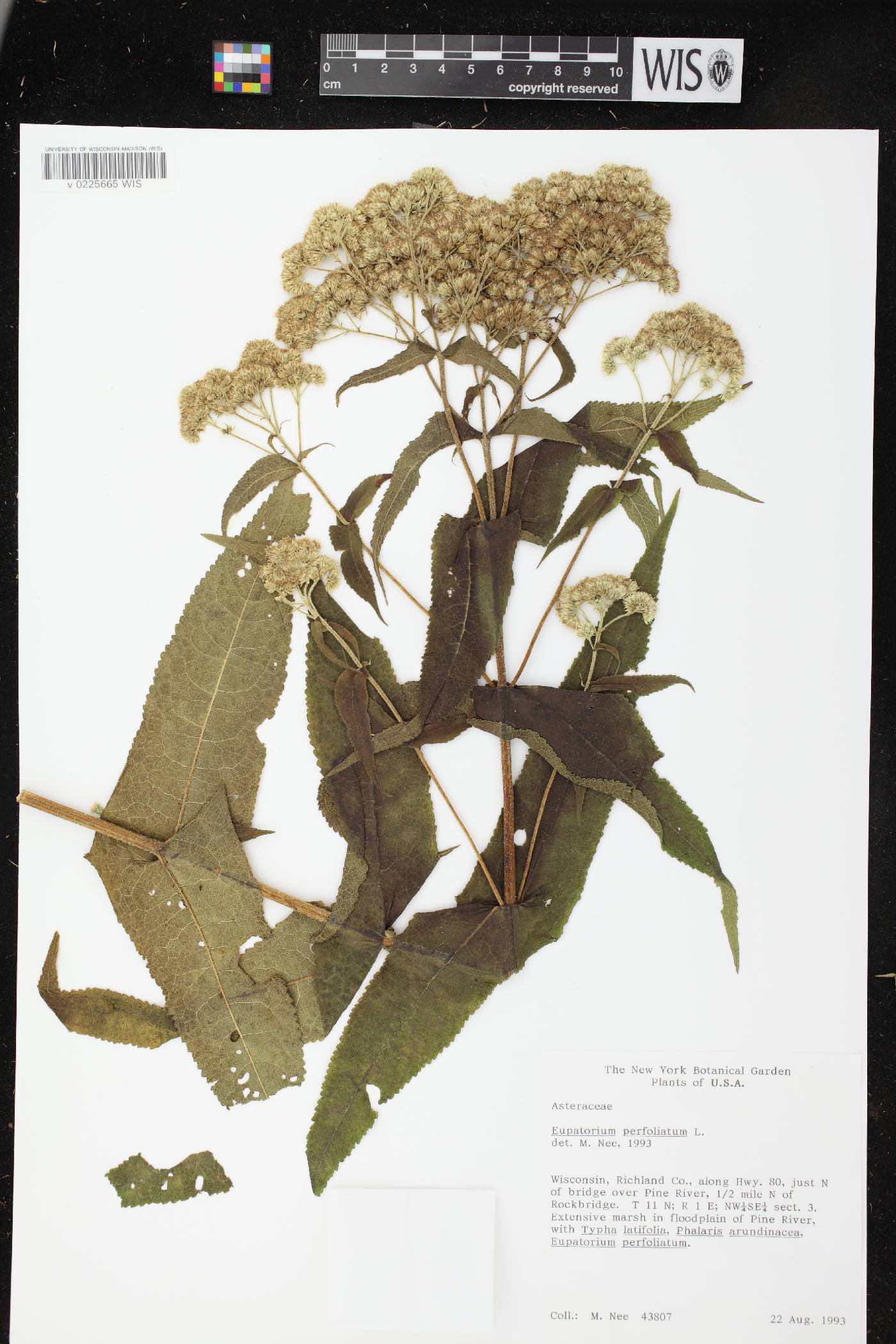 Eupatorium perfoliatum image