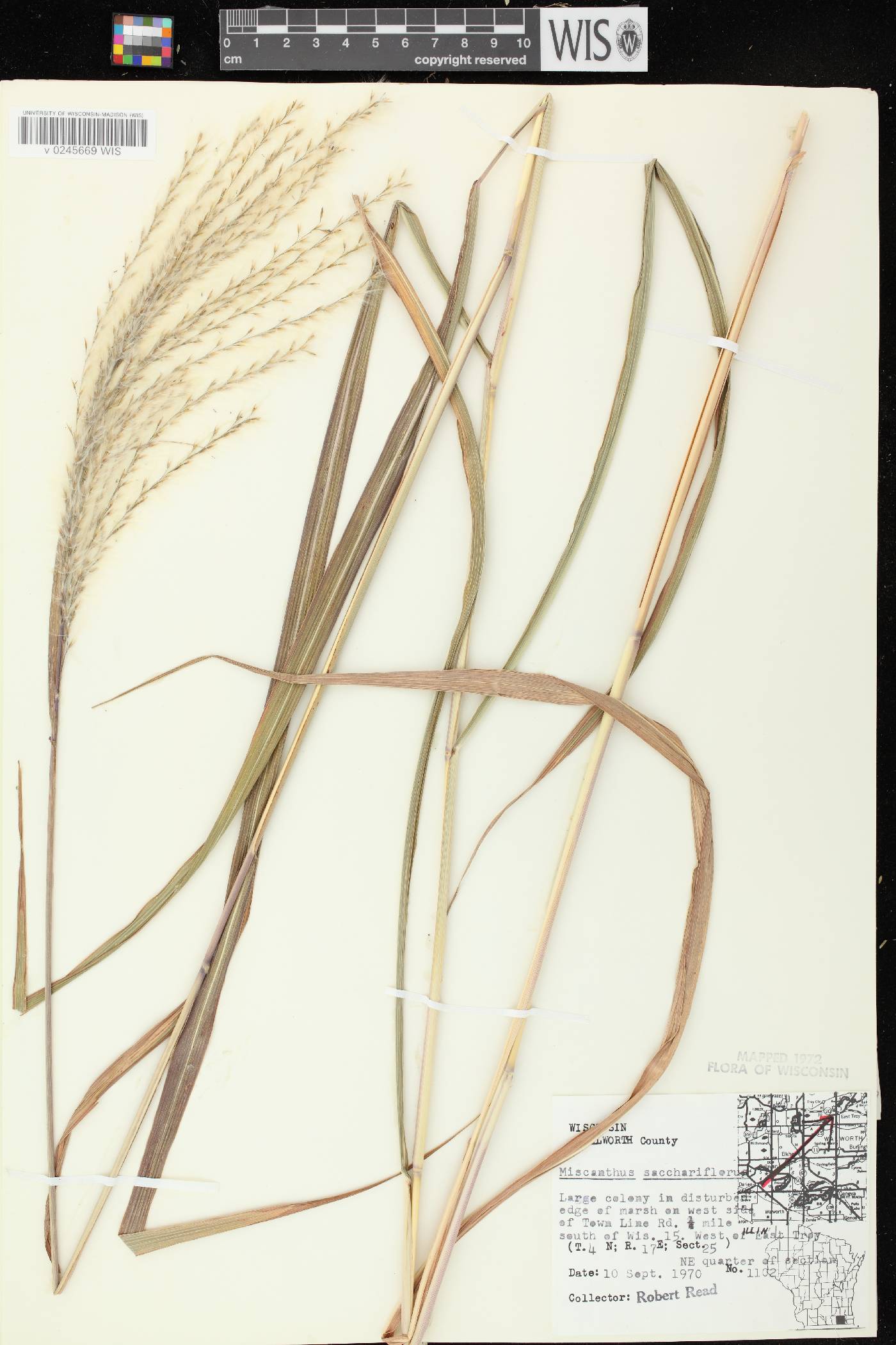 Miscanthus sacchariflorus image