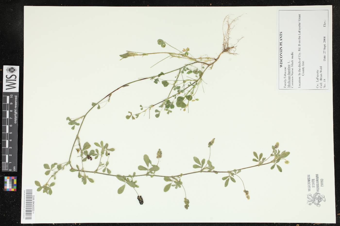 Medicago lupulina image