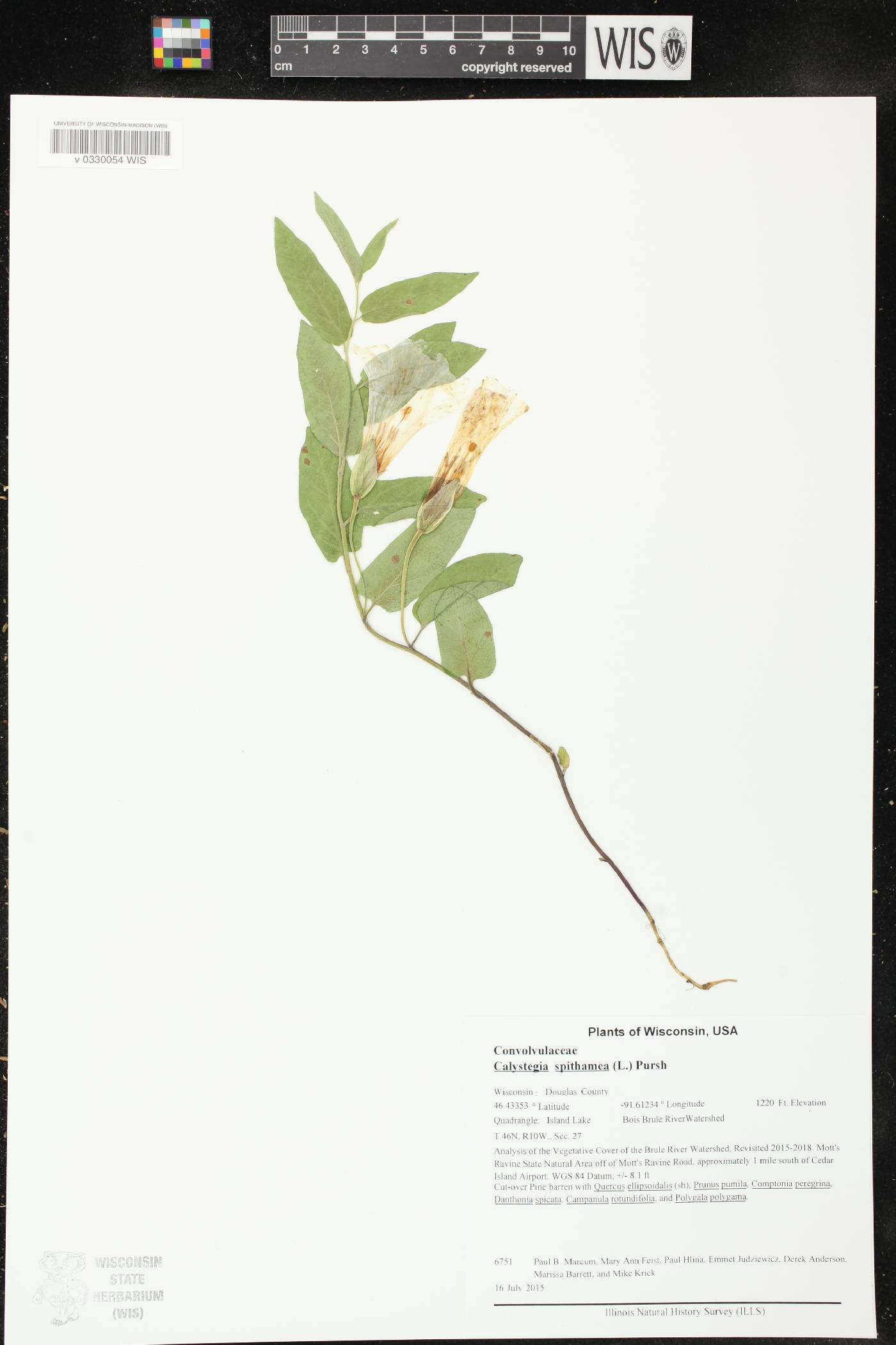 Calystegia spithamaea image