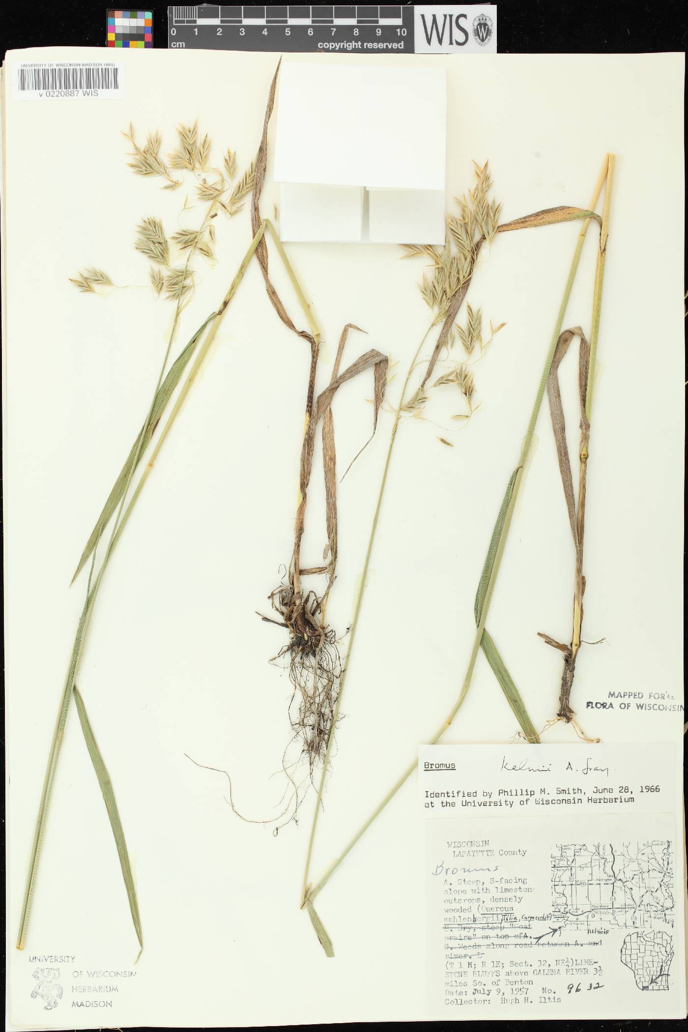 Bromus kalmii image