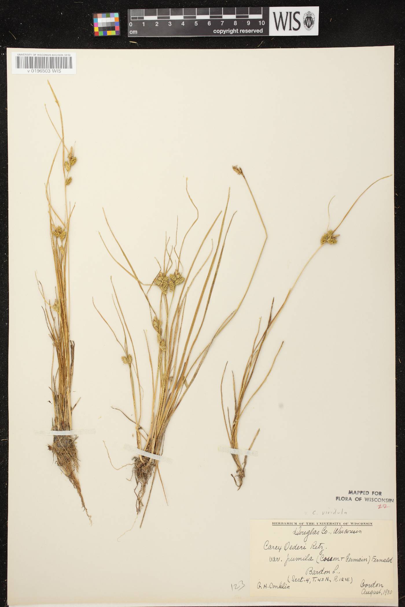 Carex viridula subsp. viridula image