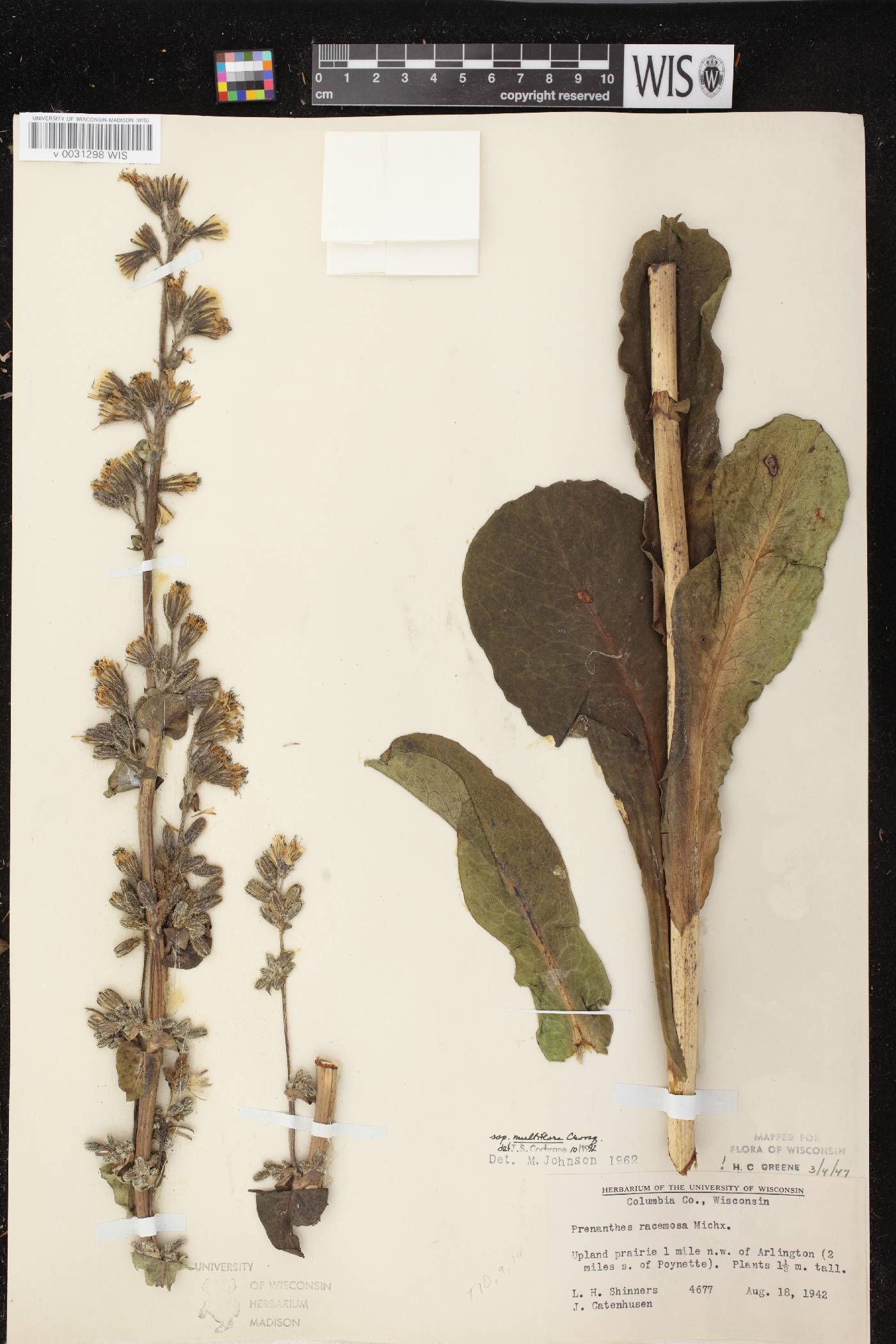 Prenanthes racemosa image
