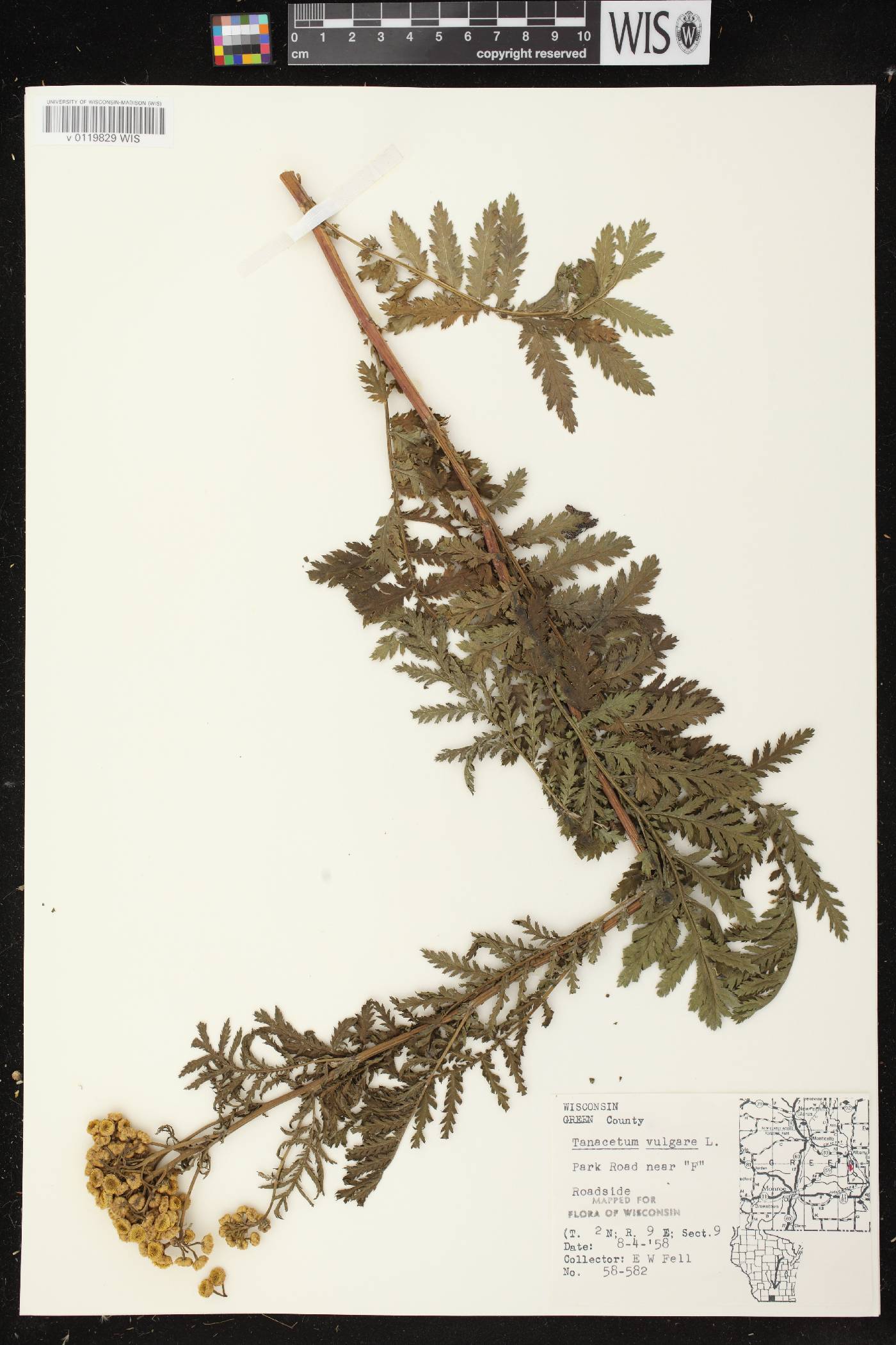 Tanacetum vulgare image