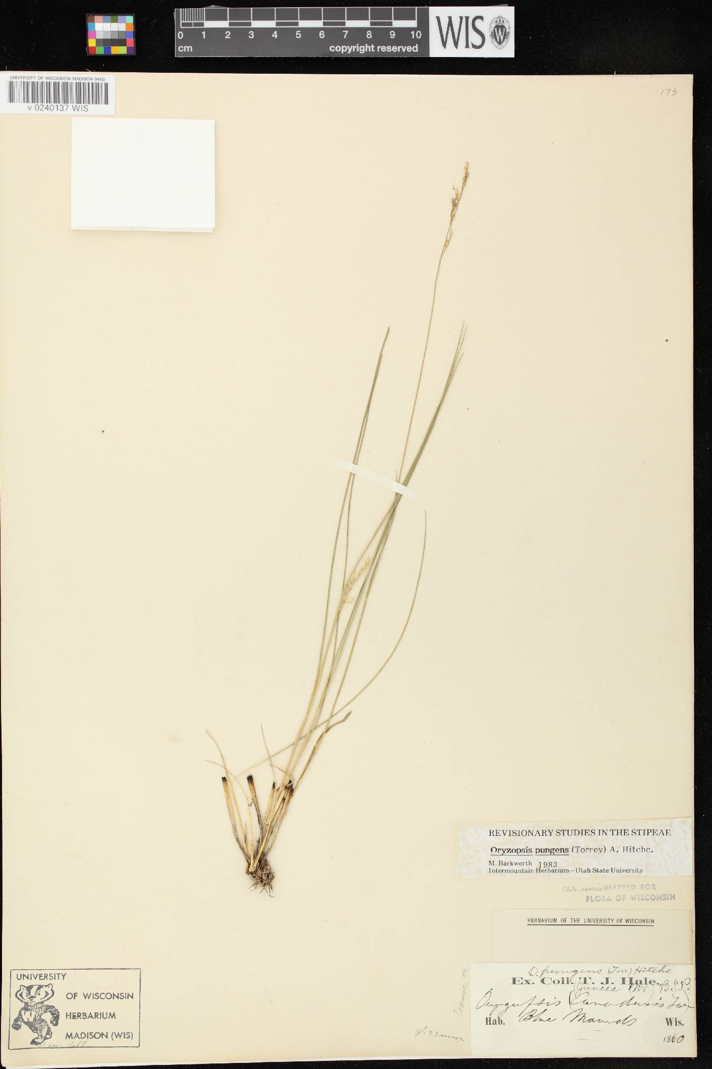 Piptatheropsis pungens image