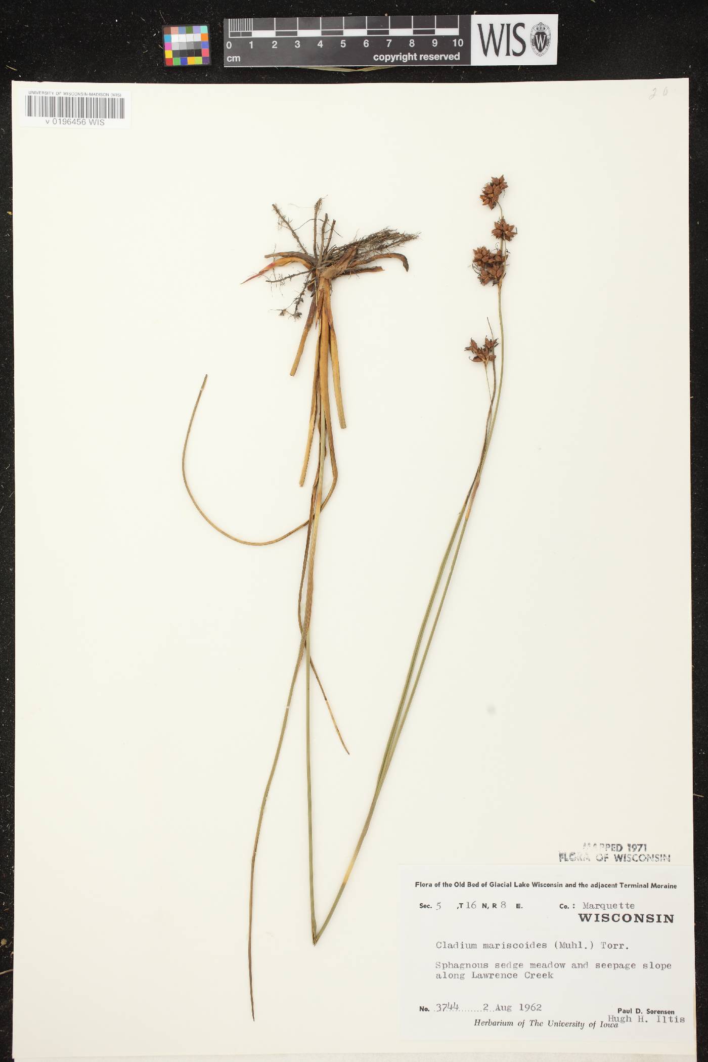 Cladium mariscoides image