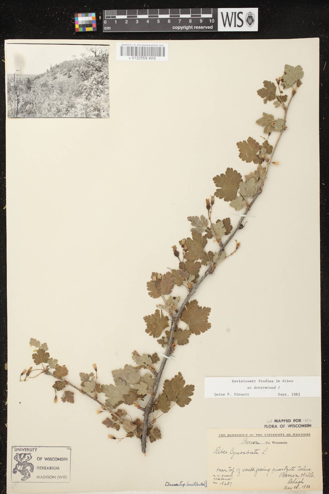 Ribes cynosbati image