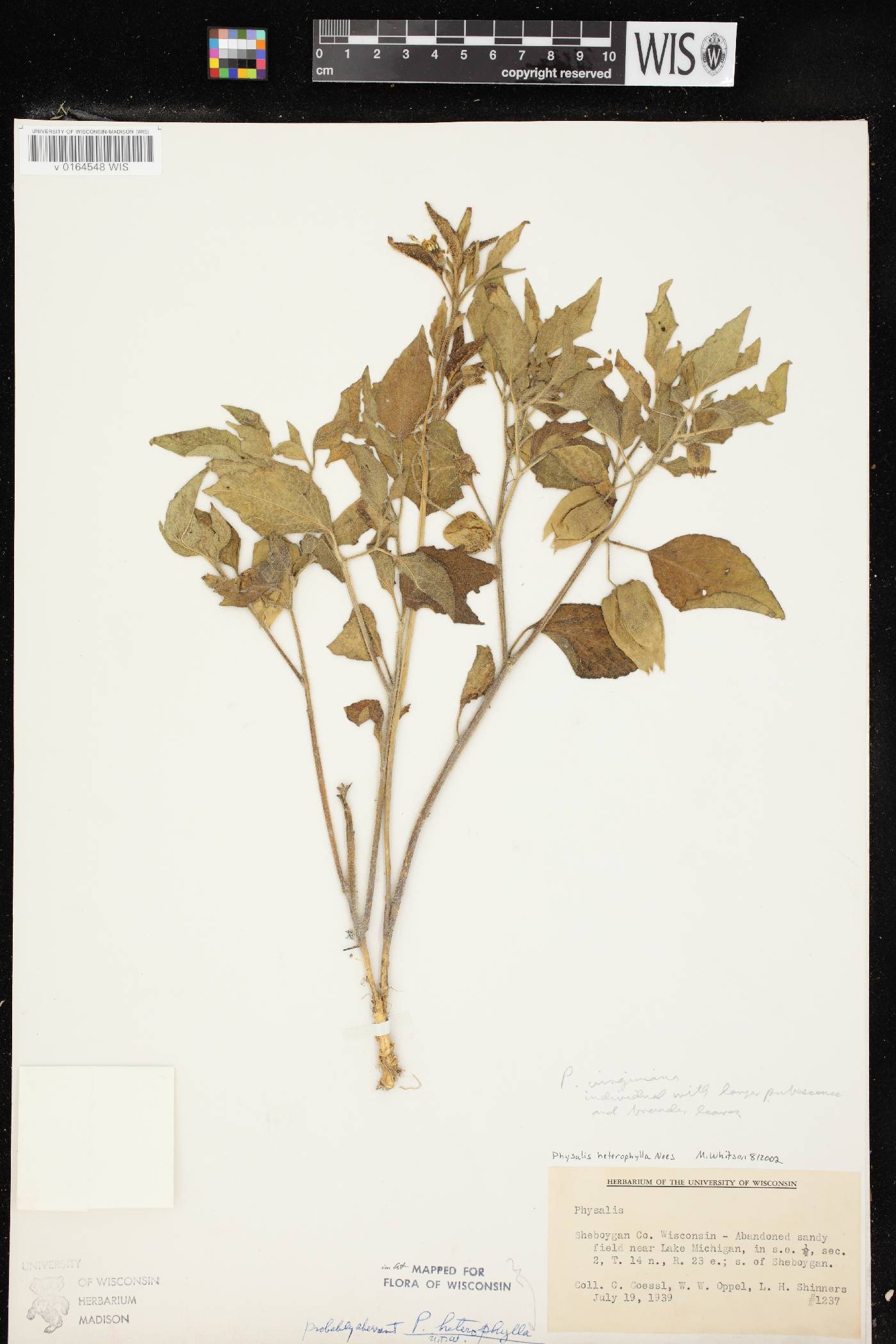Physalis heterophylla var. heterophylla image