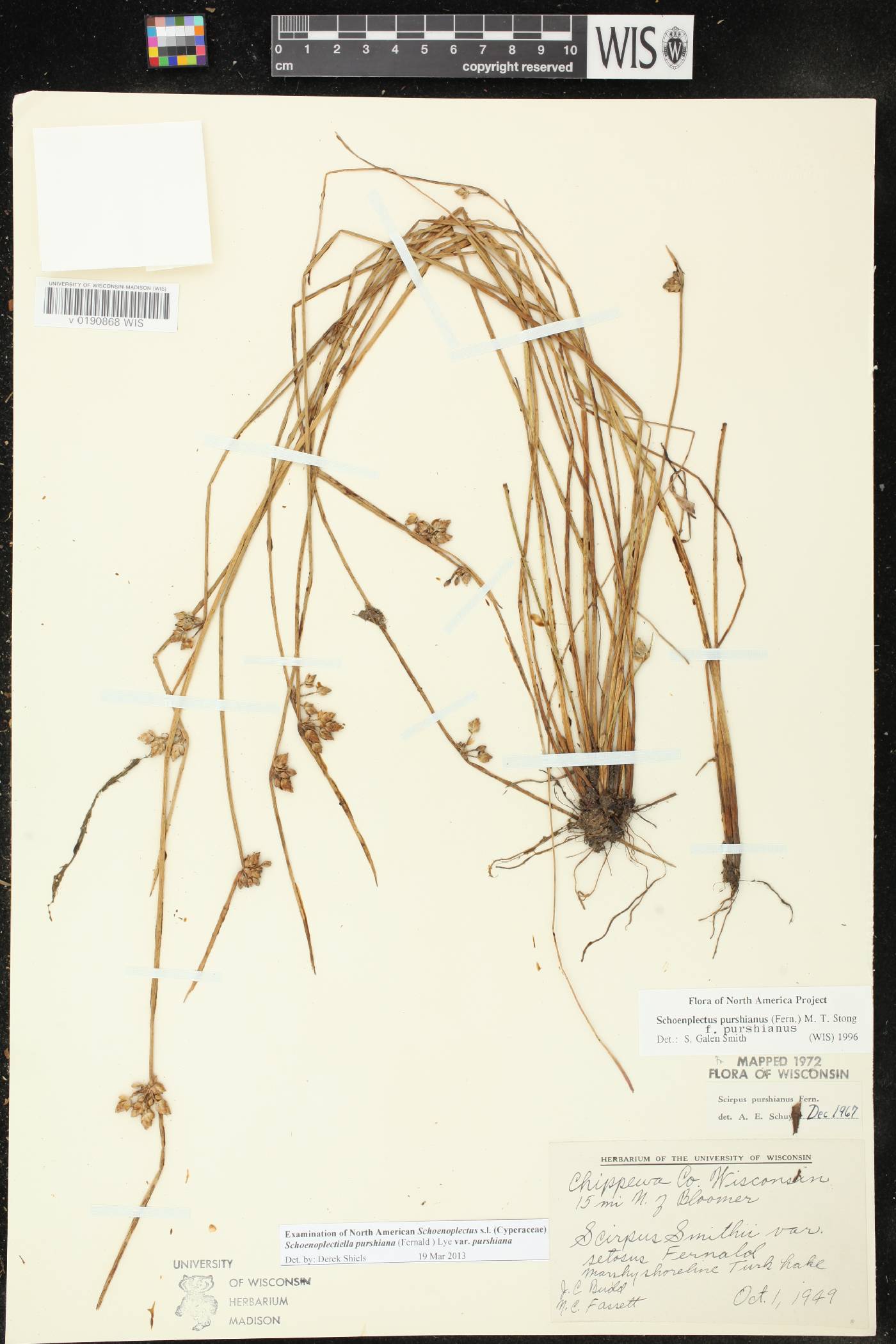 Schoenoplectus purshianus image