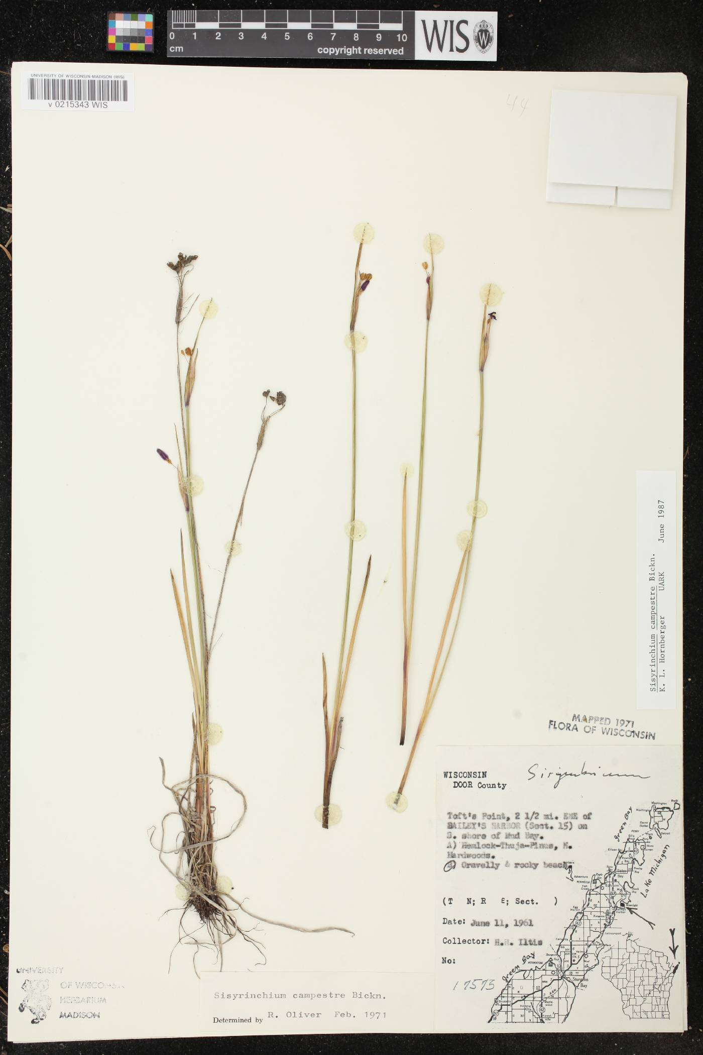 Sisyrinchium campestre image