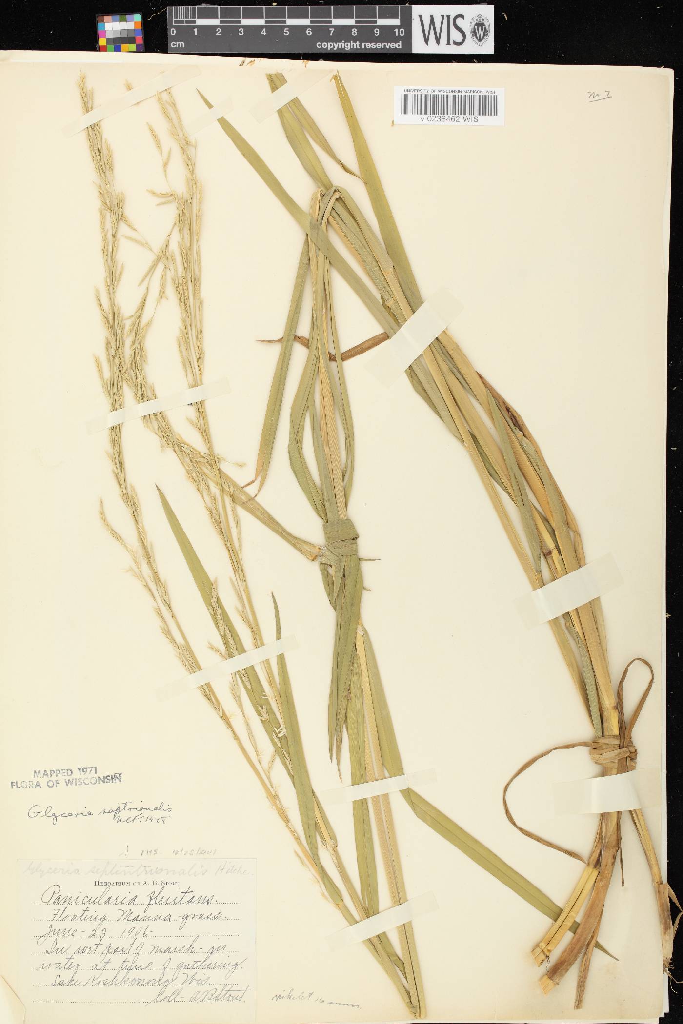 Glyceria septentrionalis image