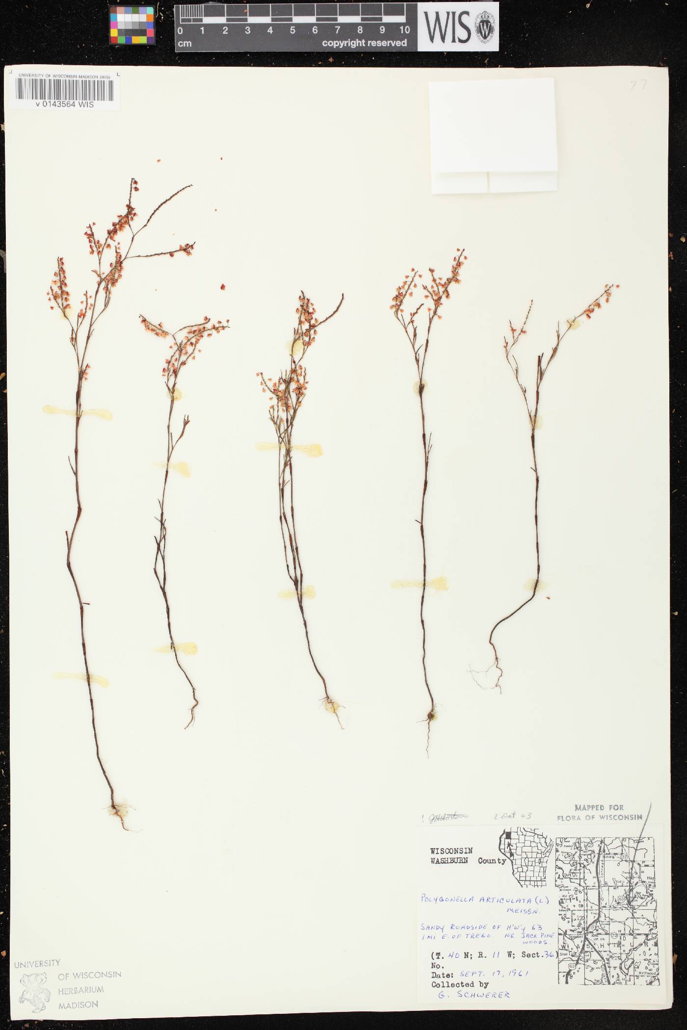 Polygonella articulata image