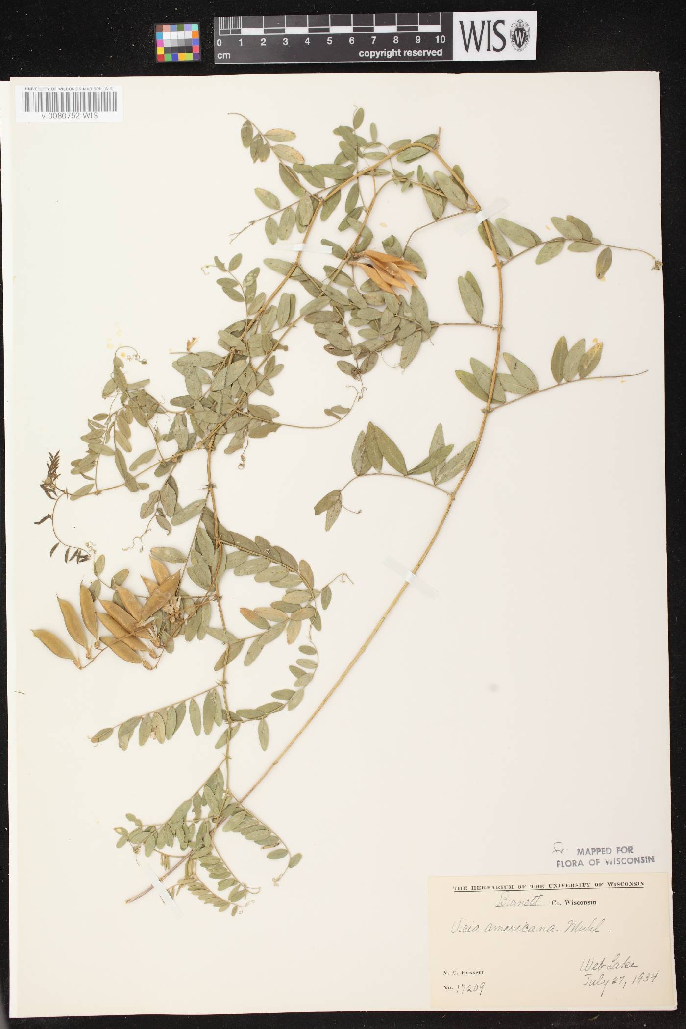 Vicia americana subsp. americana image