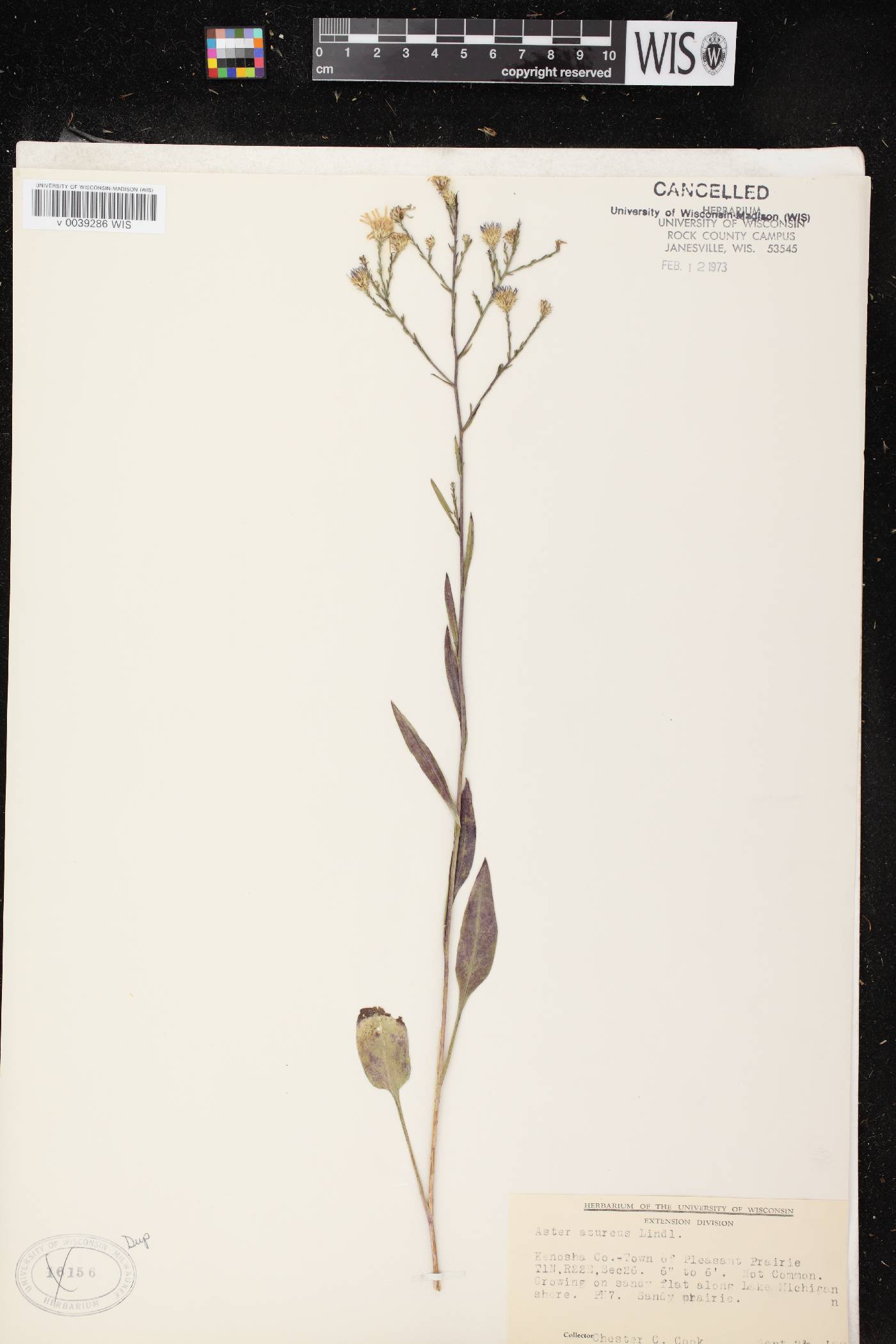 Symphyotrichum oolentangiense image