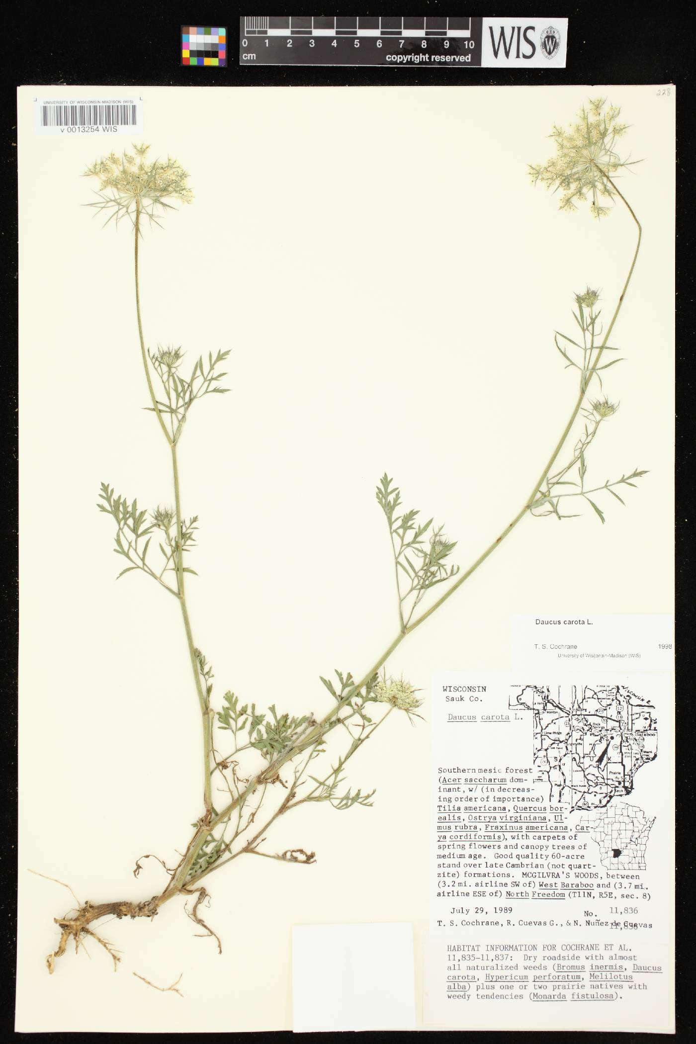 Daucus carota image