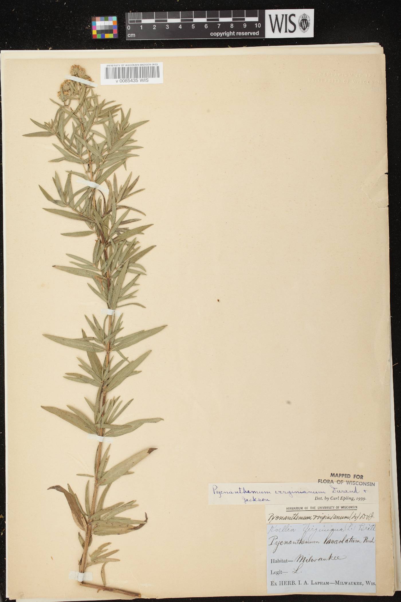 Pycnanthemum virginianum image