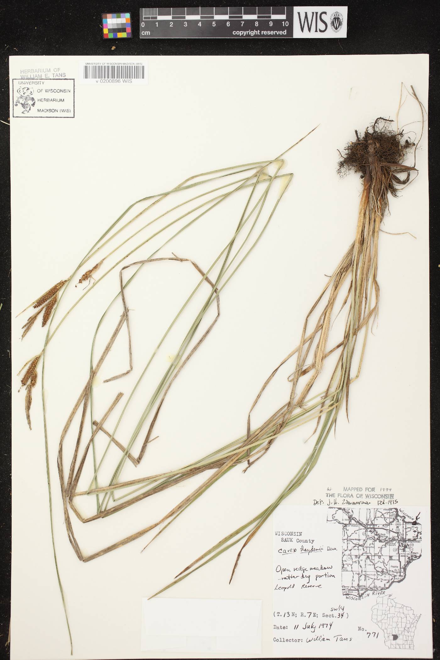 Carex haydenii image