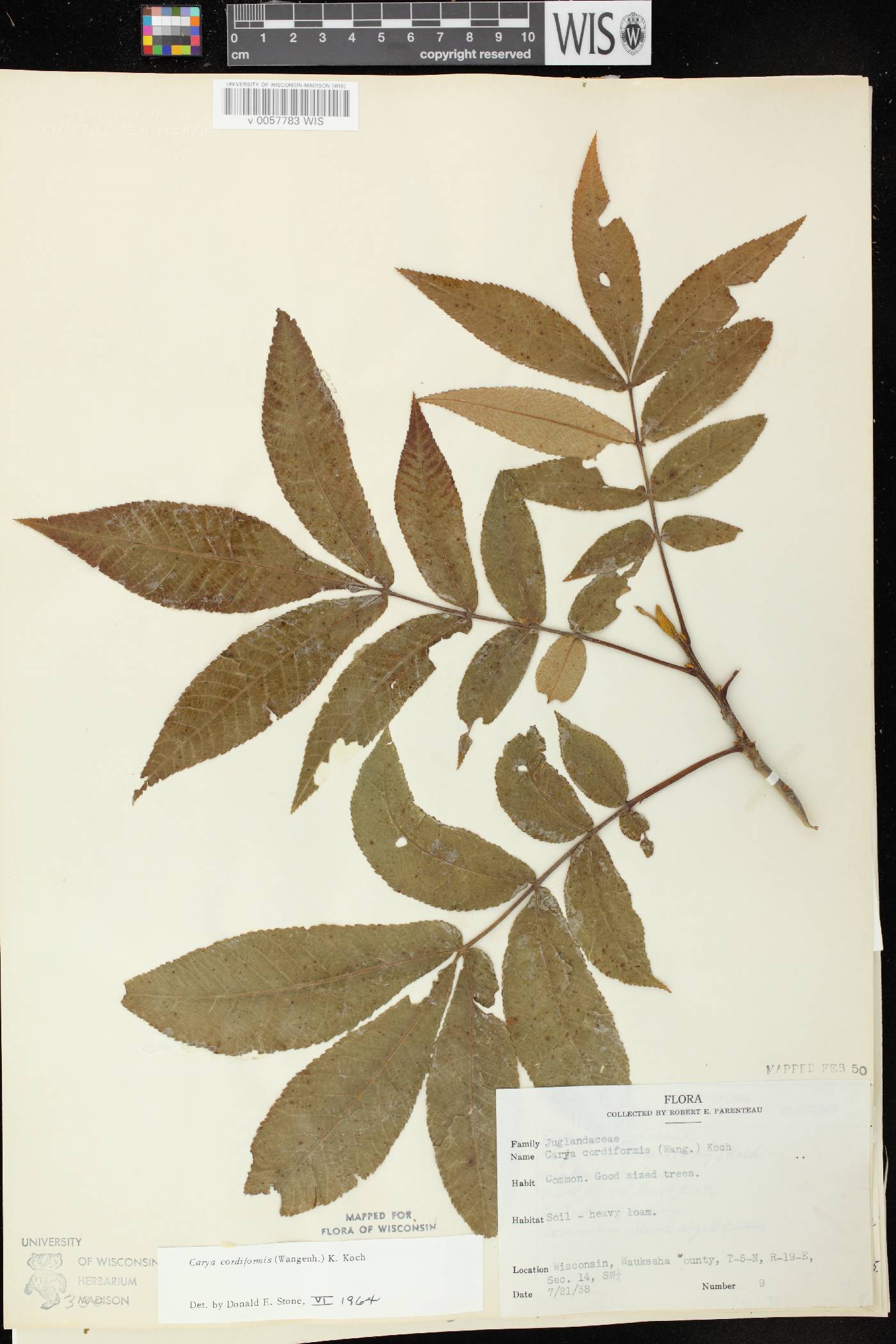 Carya cordiformis image
