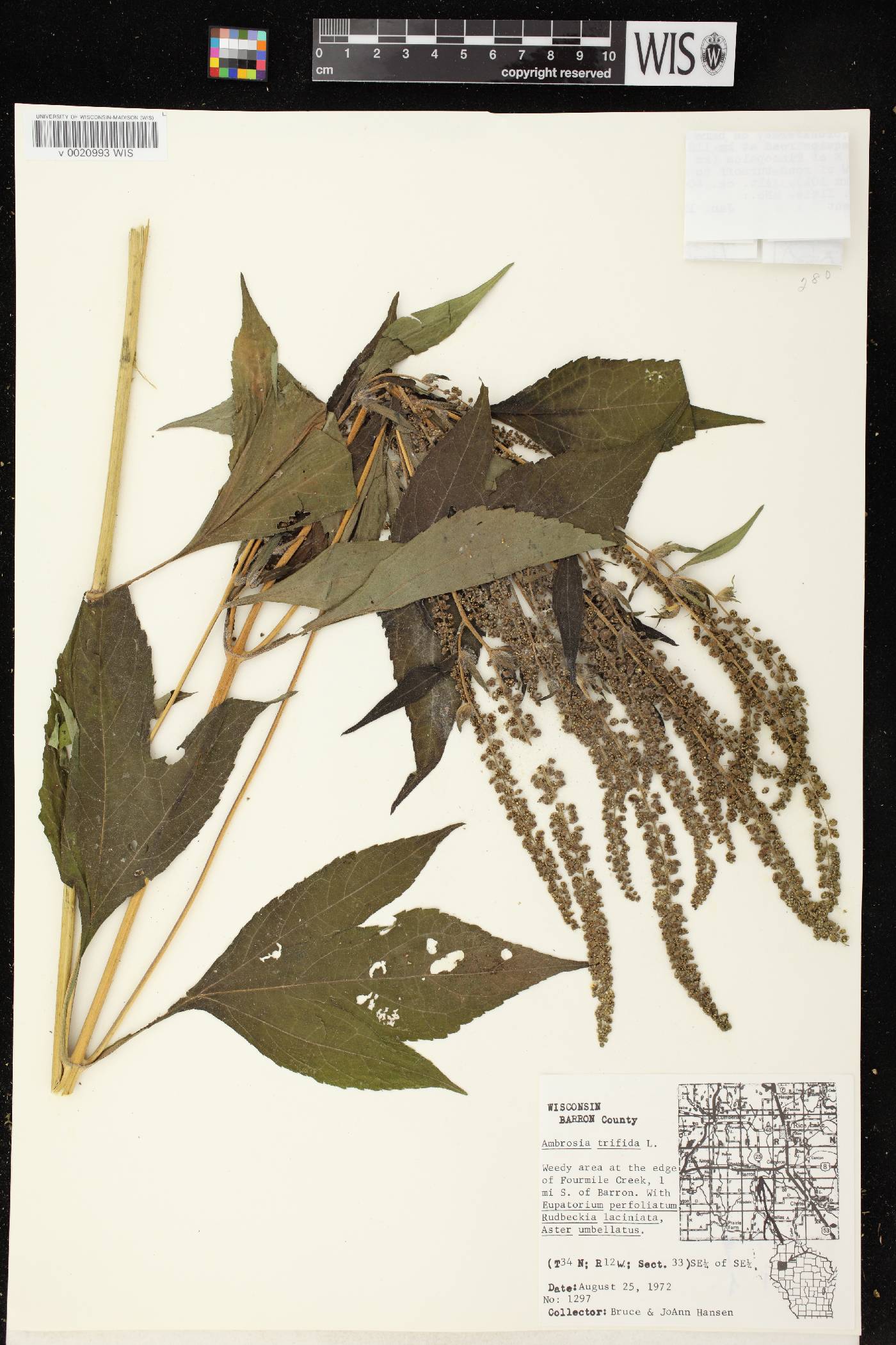 Ambrosia trifida image