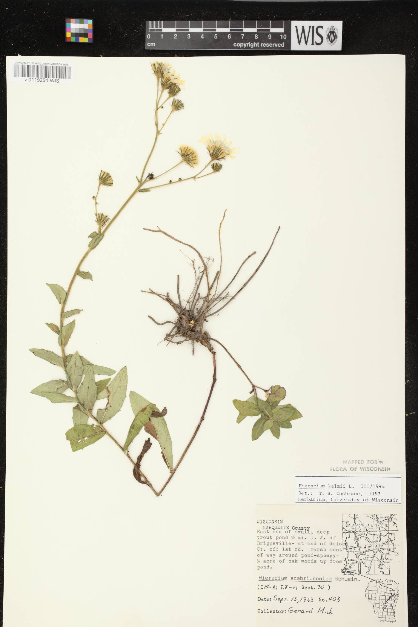 Hieracium umbellatum image