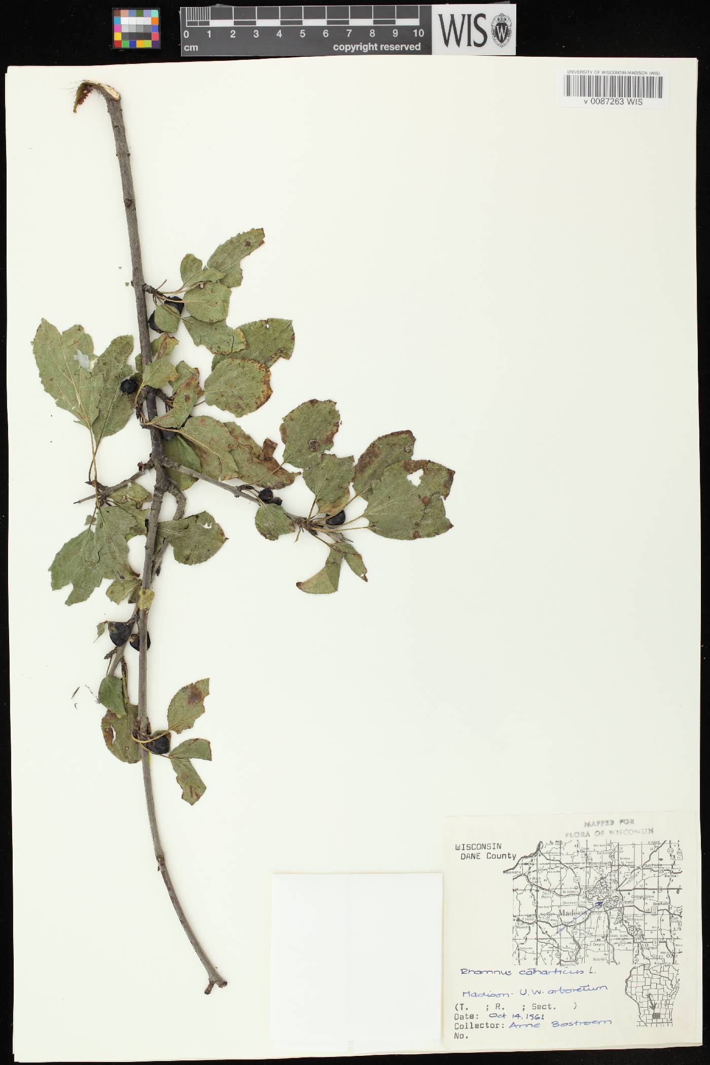 Rhamnus cathartica image