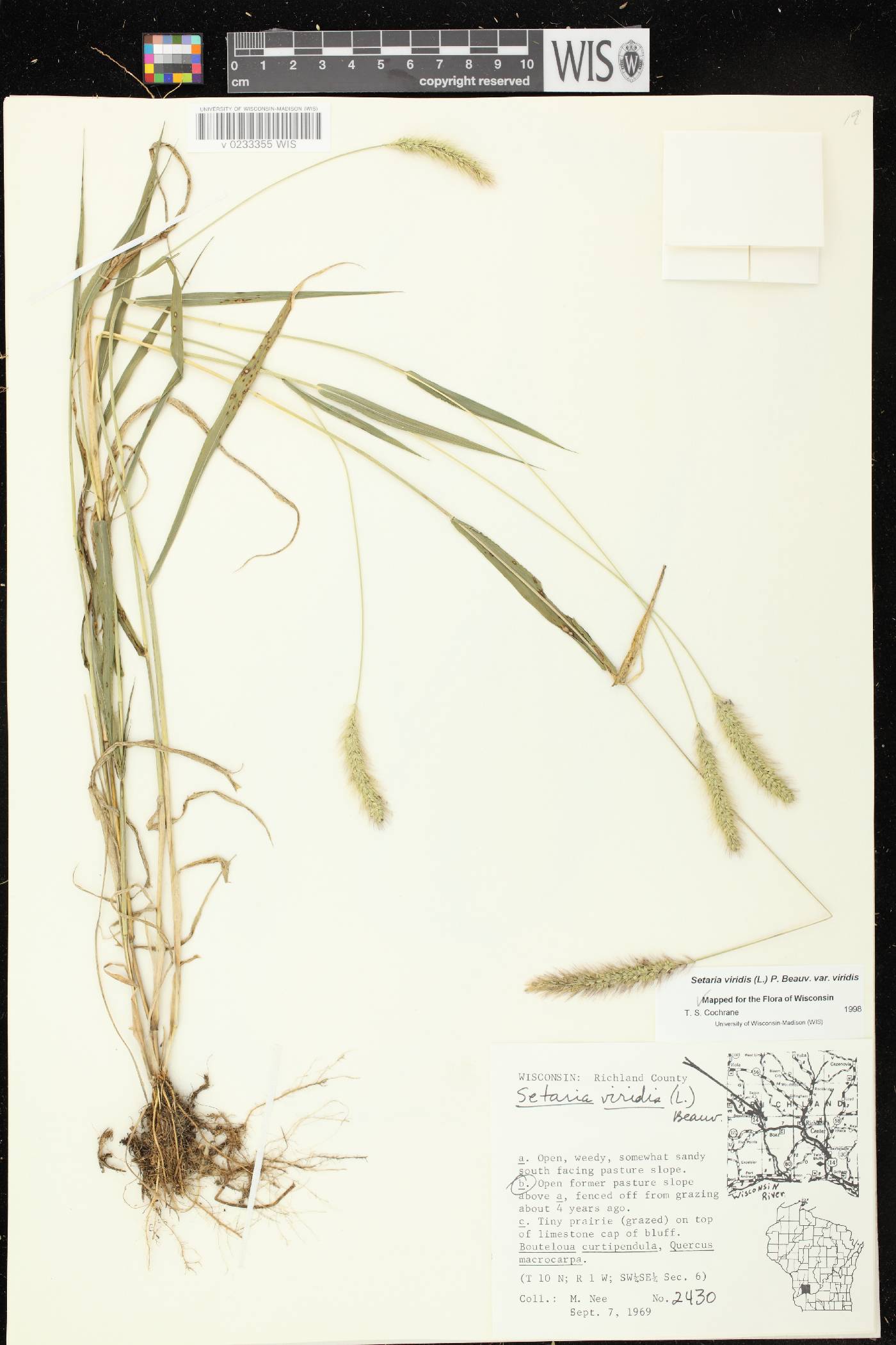 Setaria viridis var. viridis image