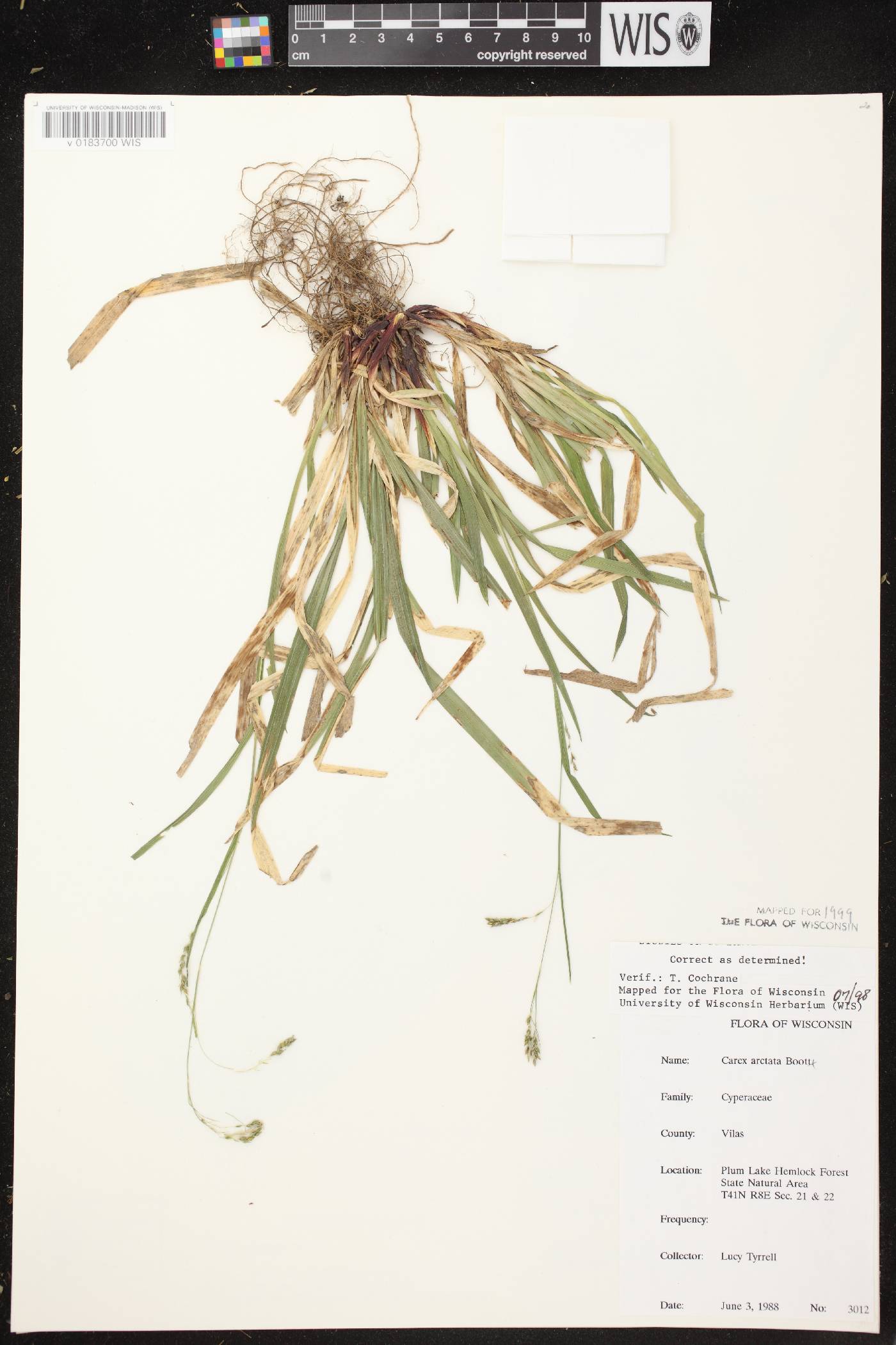 Carex arctata image