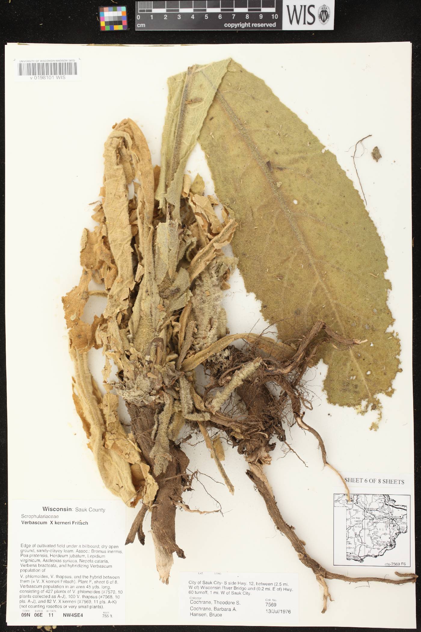 Verbascum X kerneri image